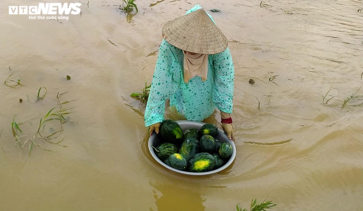 Ảnh: Mưa lũ nhấn chìm ruộng dưa hấu, nông dân Quảng Nam lâm cảnh trắng tay - 4