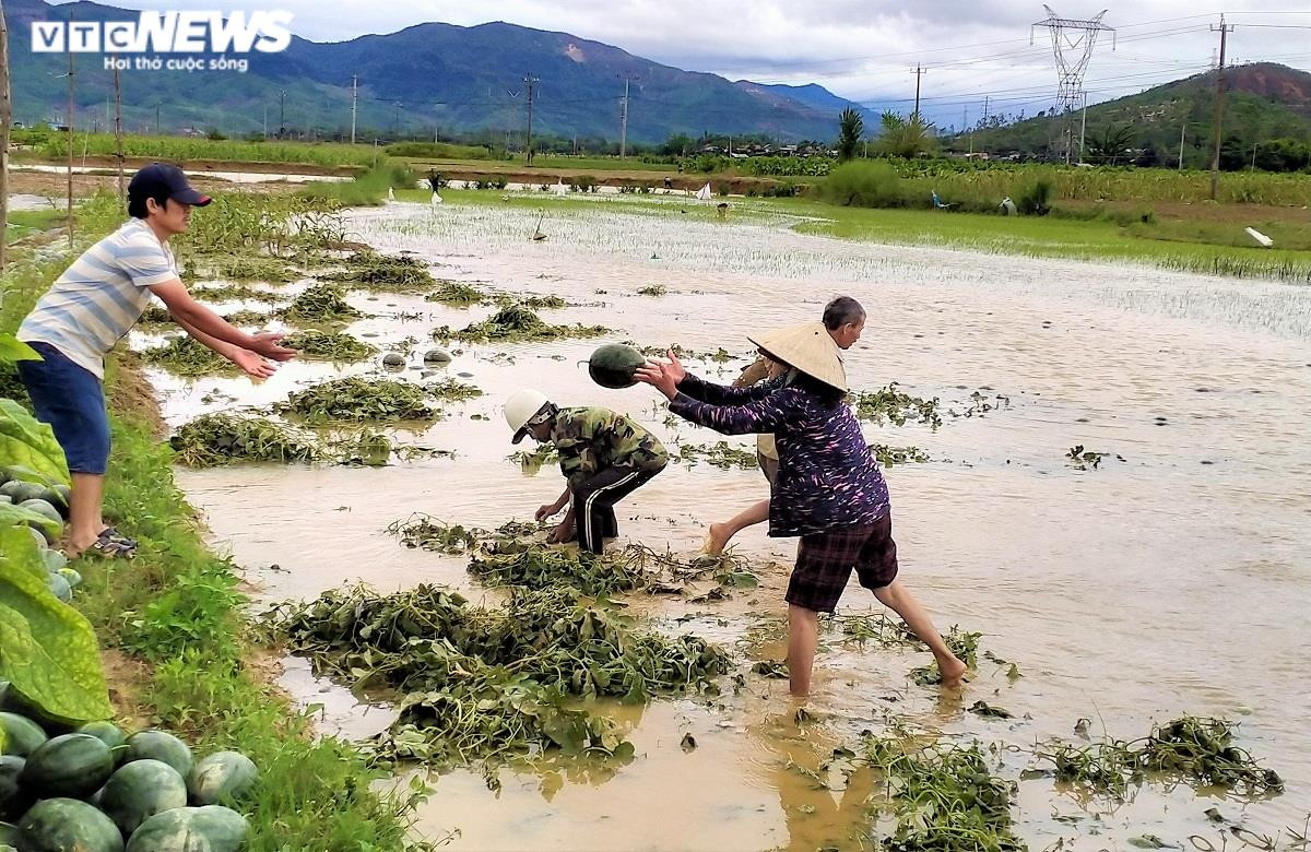 Ảnh: Mưa lũ nhấn chìm ruộng dưa hấu, nông dân Quảng Nam lâm cảnh trắng tay - 1