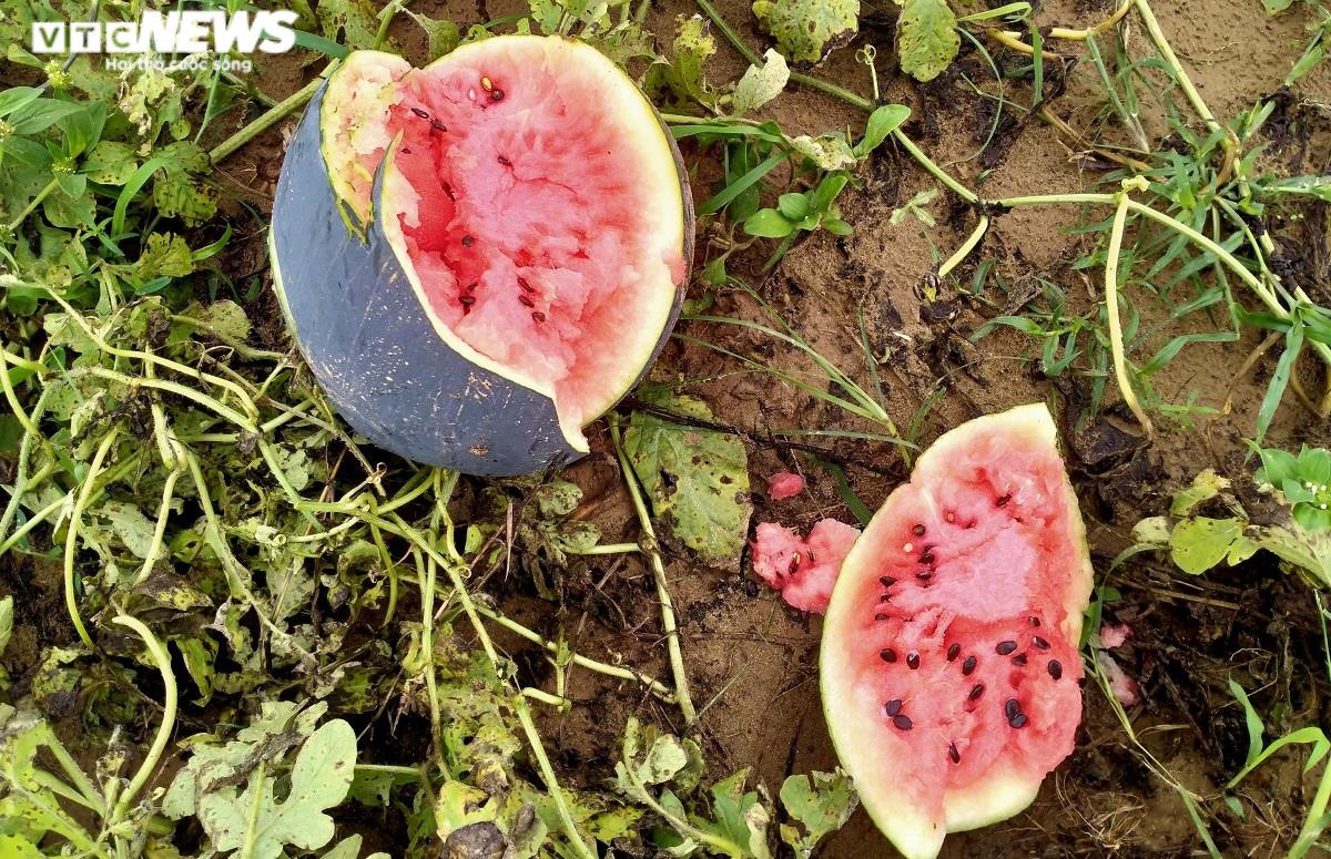 Ảnh: Mưa lũ nhấn chìm ruộng dưa hấu, nông dân Quảng Nam lâm cảnh trắng tay - 3