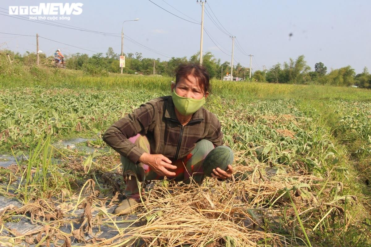 Ảnh: Hàng trăm hecta dưa hấu chết khô, nông dân Quảng Nam nuốt nước mắt nhổ bỏ - 3