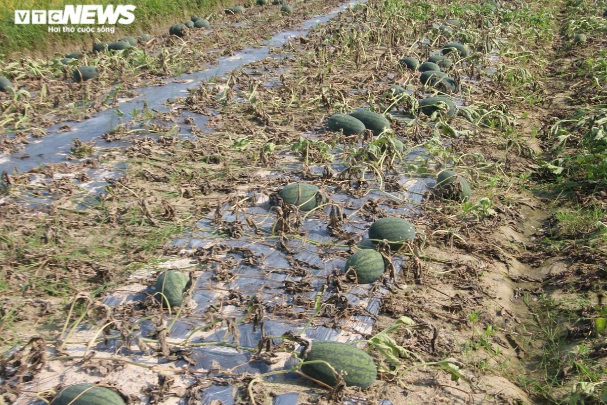 Ảnh: Hàng trăm hecta dưa hấu chết khô, nông dân Quảng Nam nuốt nước mắt nhổ bỏ - 6