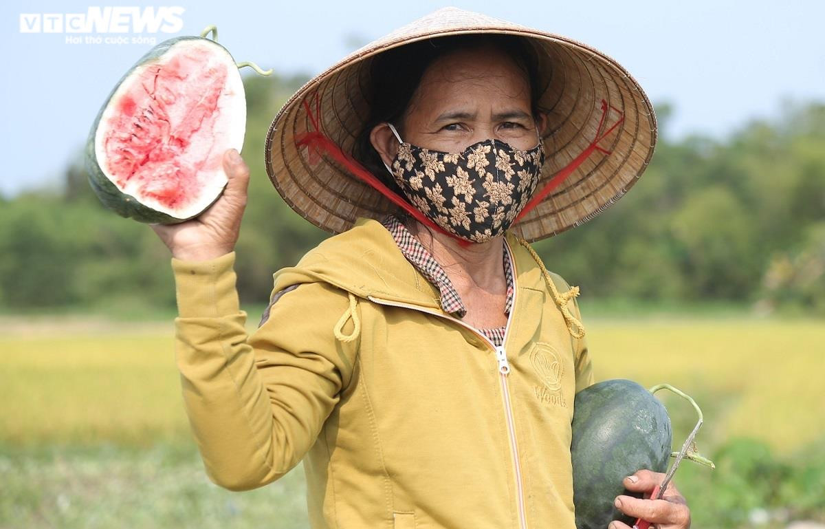 Ảnh: Hàng trăm hecta dưa hấu chết khô, nông dân Quảng Nam nuốt nước mắt nhổ bỏ - 2
