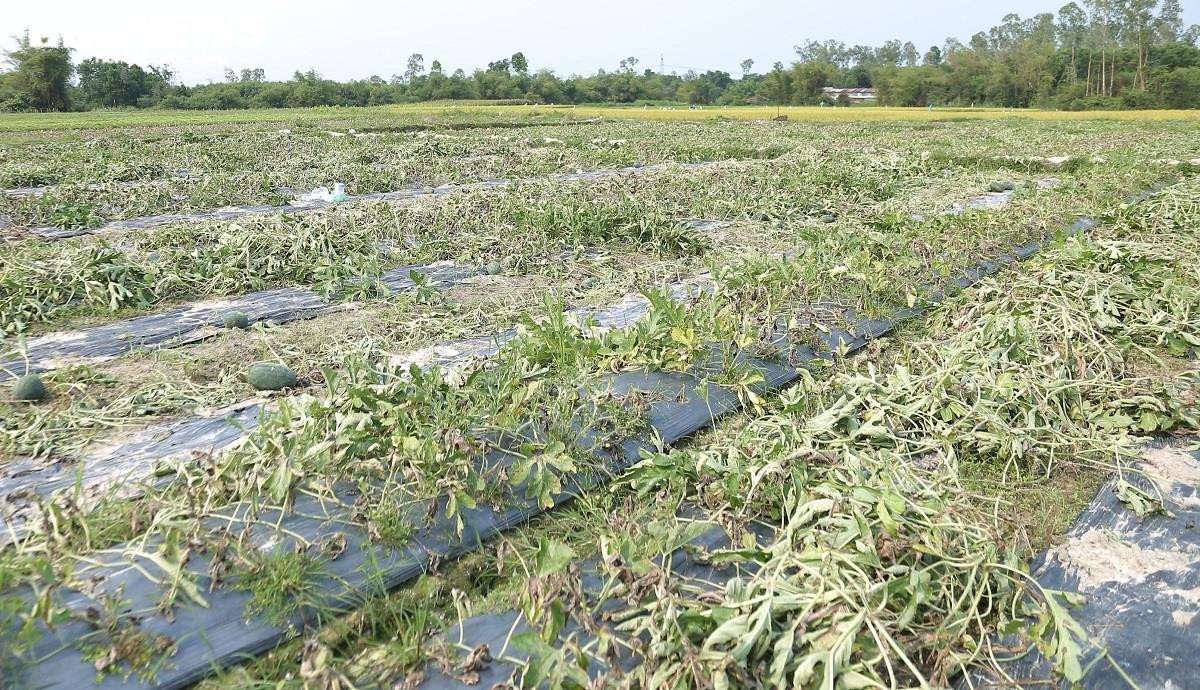 Ảnh: Hàng trăm hecta dưa hấu chết khô, nông dân Quảng Nam nuốt nước mắt nhổ bỏ - 4