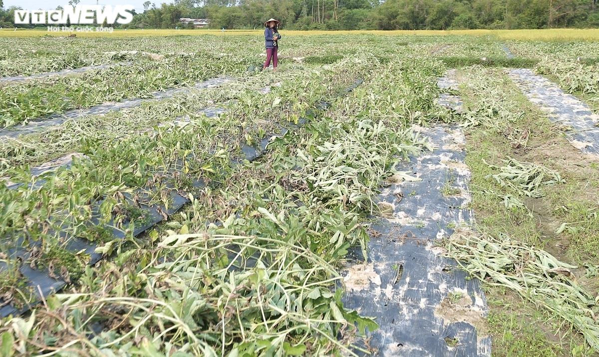 Ảnh: Hàng trăm hecta dưa hấu chết khô, nông dân Quảng Nam nuốt nước mắt nhổ bỏ - 7