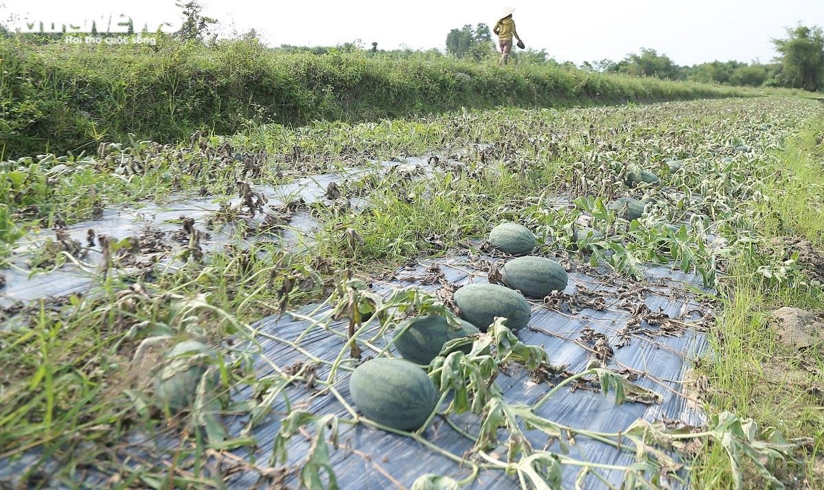 Ảnh: Hàng trăm hecta dưa hấu chết khô, nông dân Quảng Nam nuốt nước mắt nhổ bỏ - 1