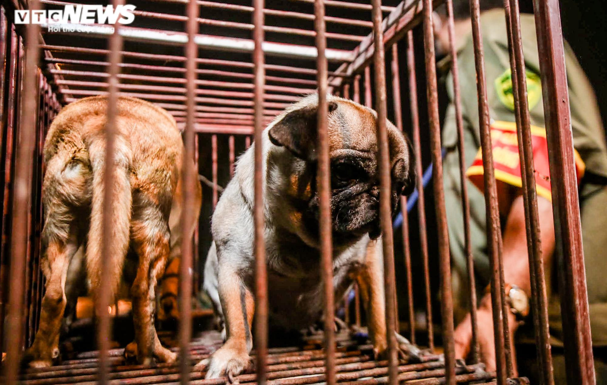 Ảnh: Theo chân đội bắt chó thả rông trong đêm ở Hà Nội - 8