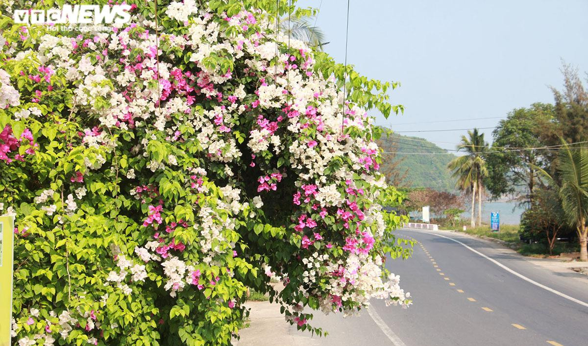 Hải Phòng: Chiêm ngưỡng con đường nghìn tỷ đẹp như tranh vẽ xuyên đảo Cát Bà - 17