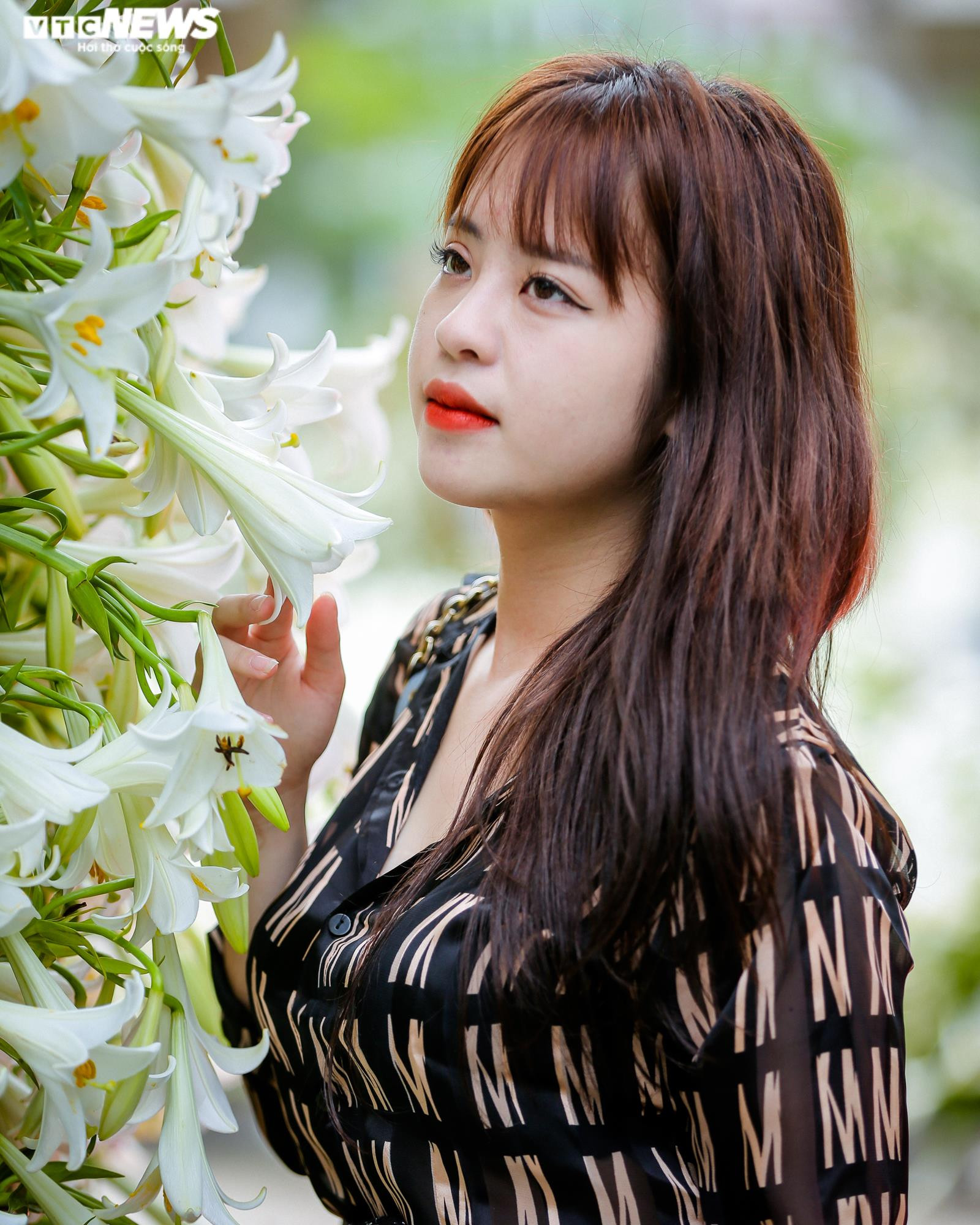 Nghìn bông hoa bách hợp khoe sắc trắng tinh khôi trên phố Hà Nội - 7