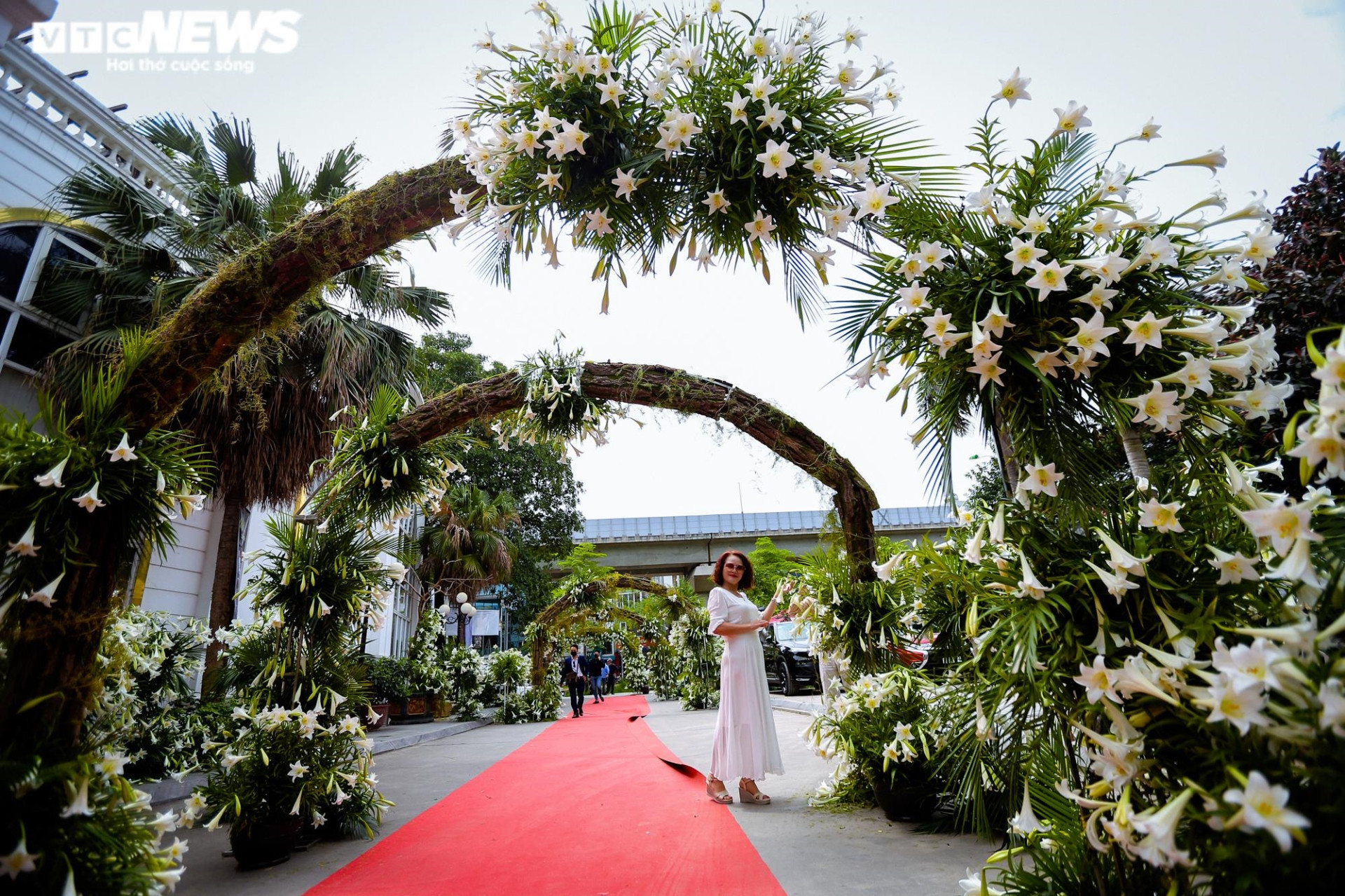 Nghìn bông hoa bách hợp khoe sắc trắng tinh khôi trên phố Hà Nội - 2