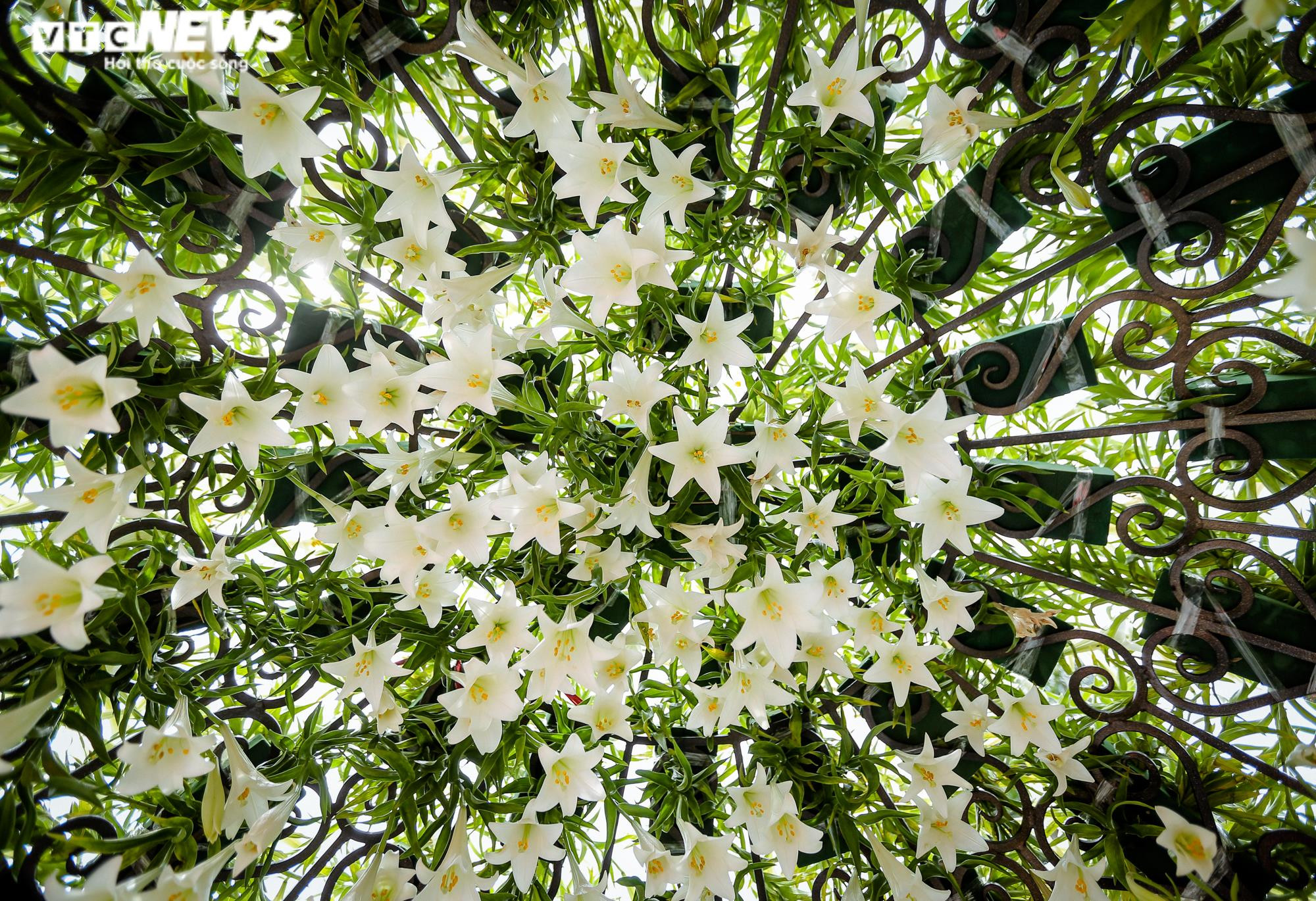 Nghìn bông hoa bách hợp khoe sắc trắng tinh khôi trên phố Hà Nội - 4