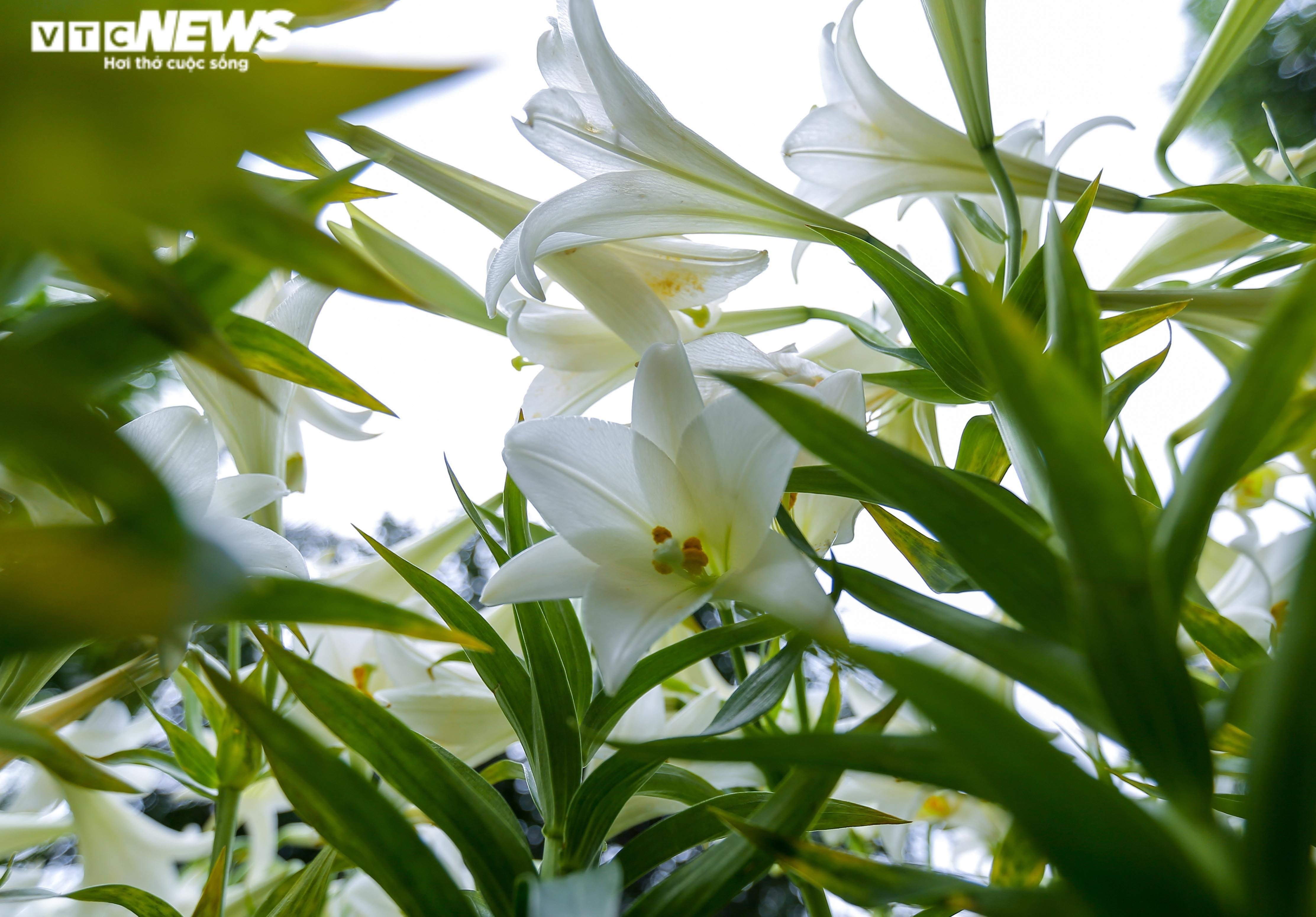 Nghìn bông hoa bách hợp khoe sắc trắng tinh khôi trên phố Hà Nội - 1