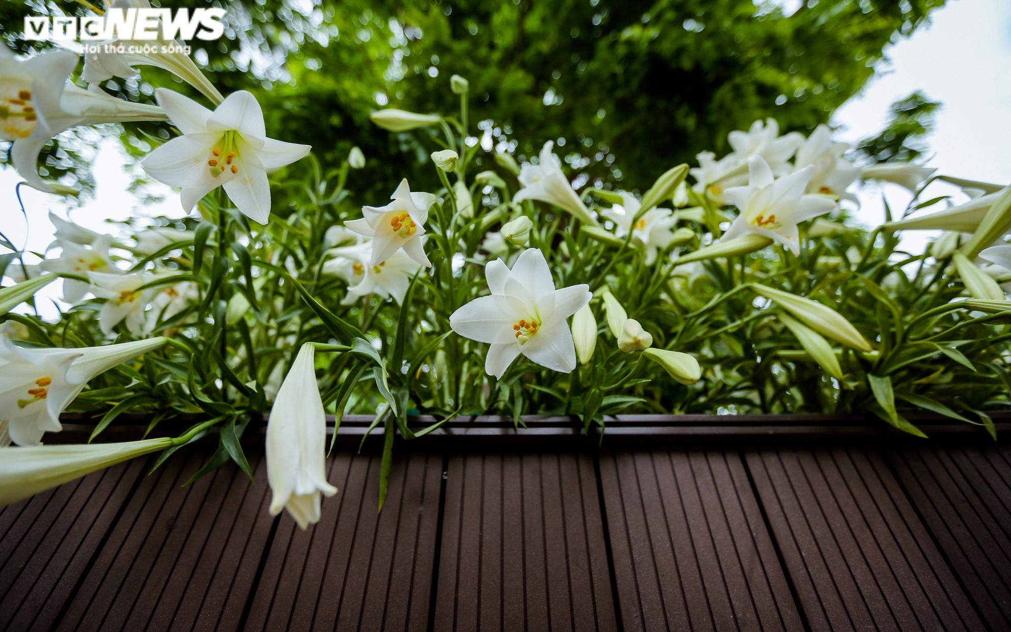 Nghìn bông hoa bách hợp khoe sắc trắng tinh khôi trên phố Hà Nội - 5