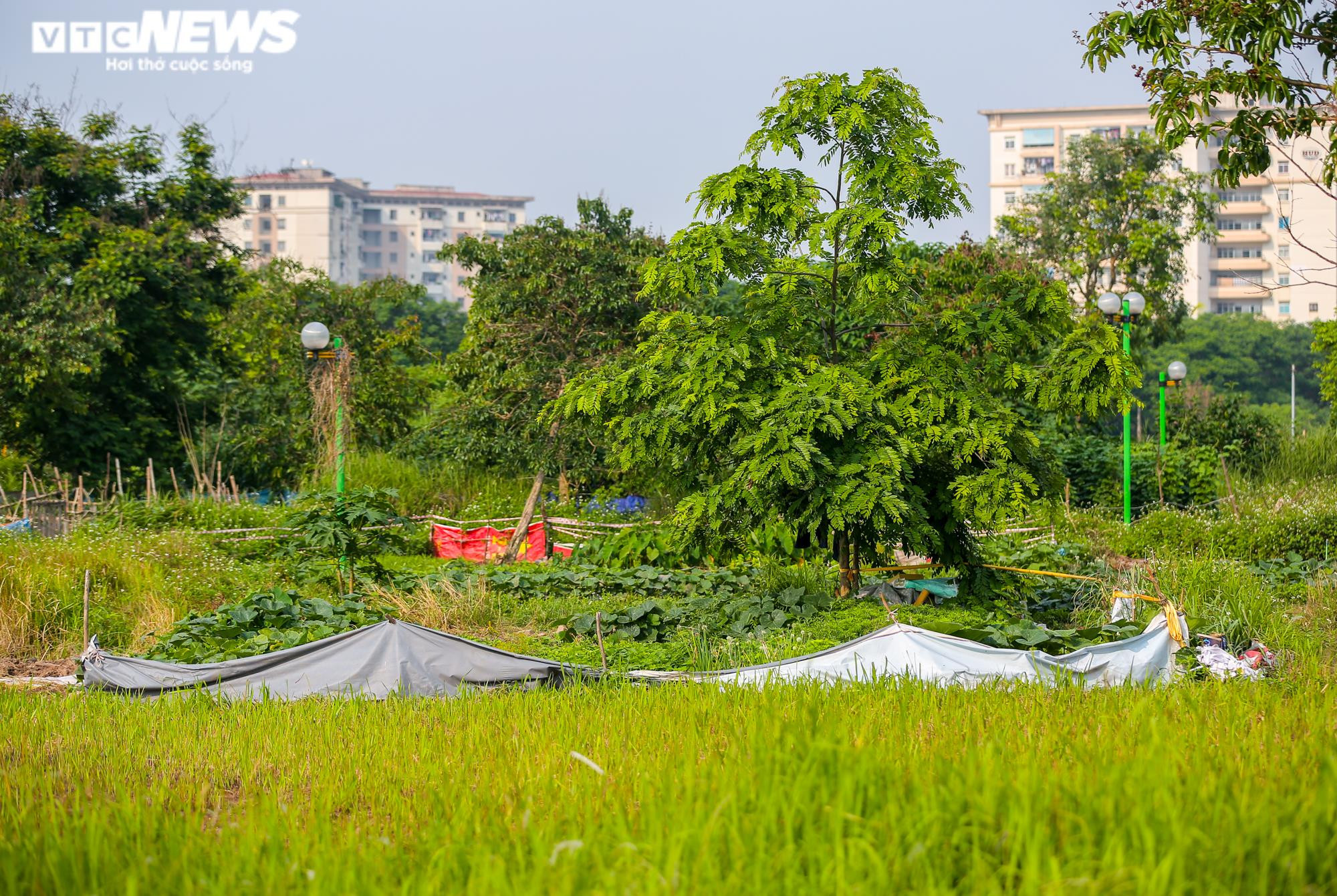 Ảnh: Công viên gần 160 nghìn m2 ở Hà Nội thành nơi... trồng rau, nuôi gà - 13