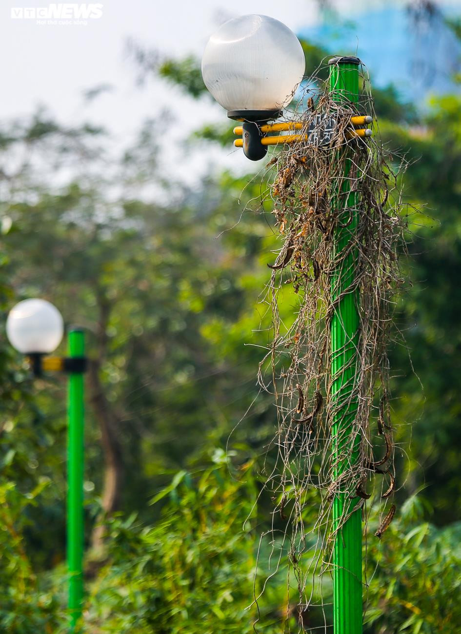 Ảnh: Công viên gần 160 nghìn m2 ở Hà Nội thành nơi... trồng rau, nuôi gà - 15