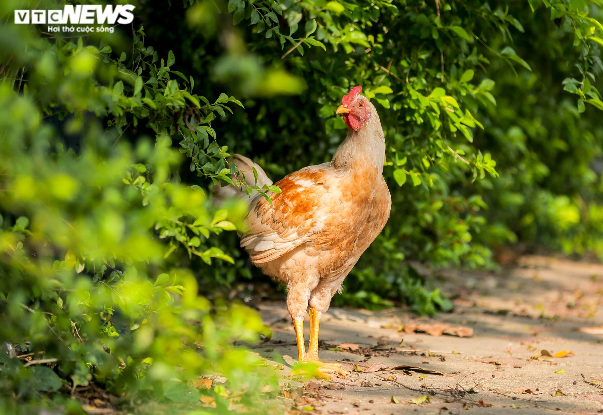 Ảnh: Công viên gần 160 nghìn m2 ở Hà Nội thành nơi... trồng rau, nuôi gà - 12