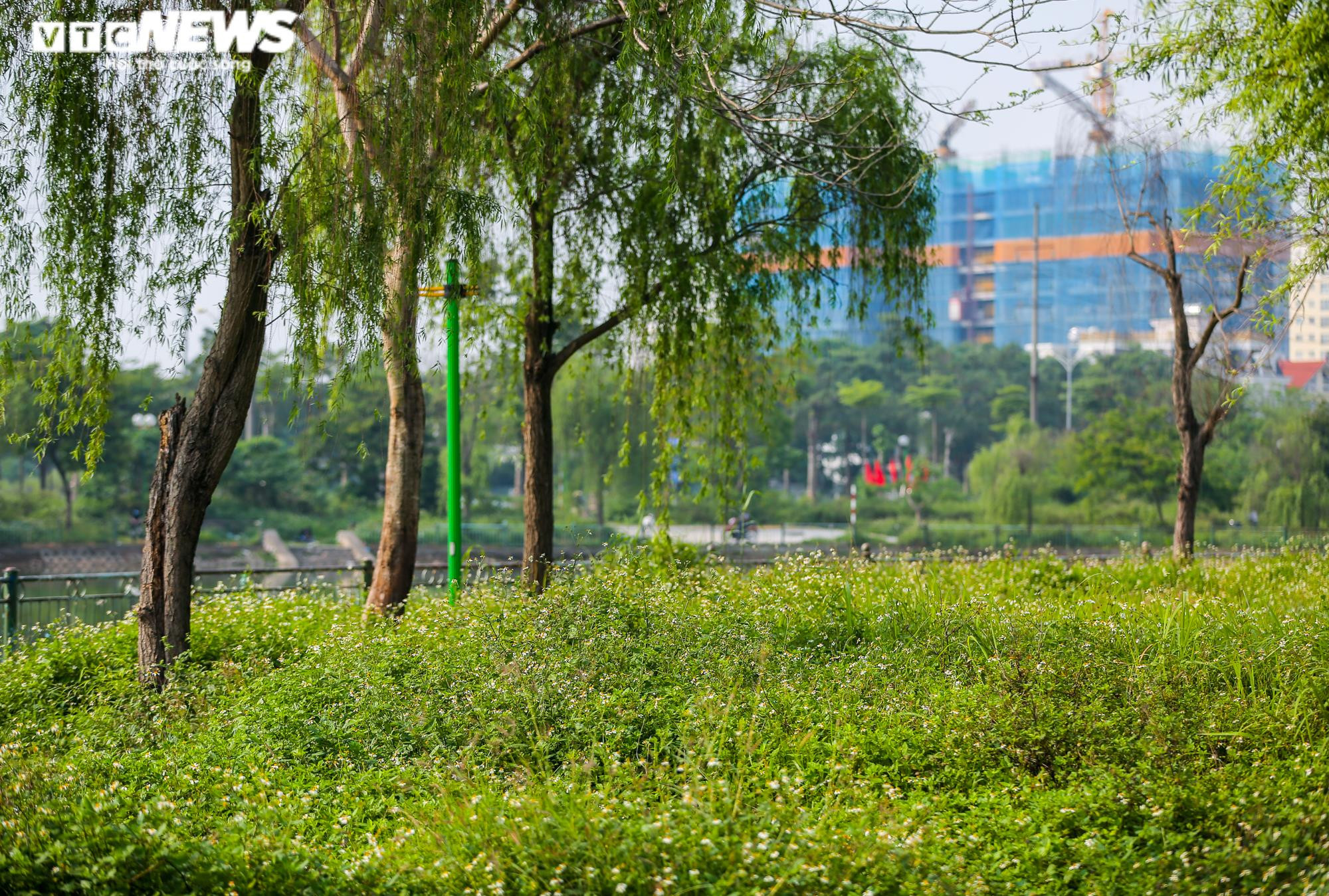 Ảnh: Công viên gần 160 nghìn m2 ở Hà Nội thành nơi... trồng rau, nuôi gà - 8