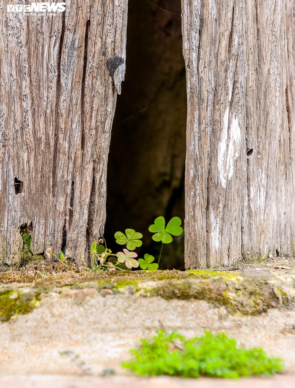 Ảnh: Ngôi chùa gần 700 năm ở Hà Nội nguy cơ sập đổ, dân không dám vào dâng hương - 18