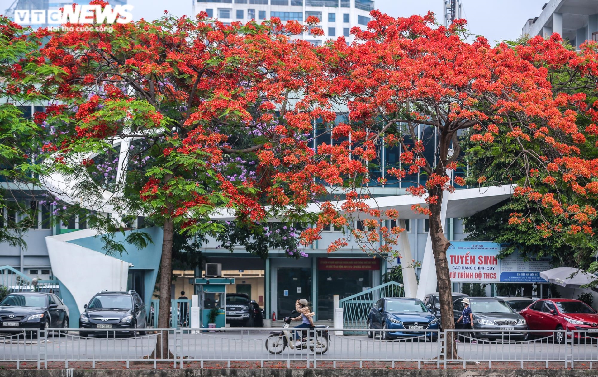 Ảnh: Hoa phượng nhuộm đỏ phố phường Hà Nội - 2