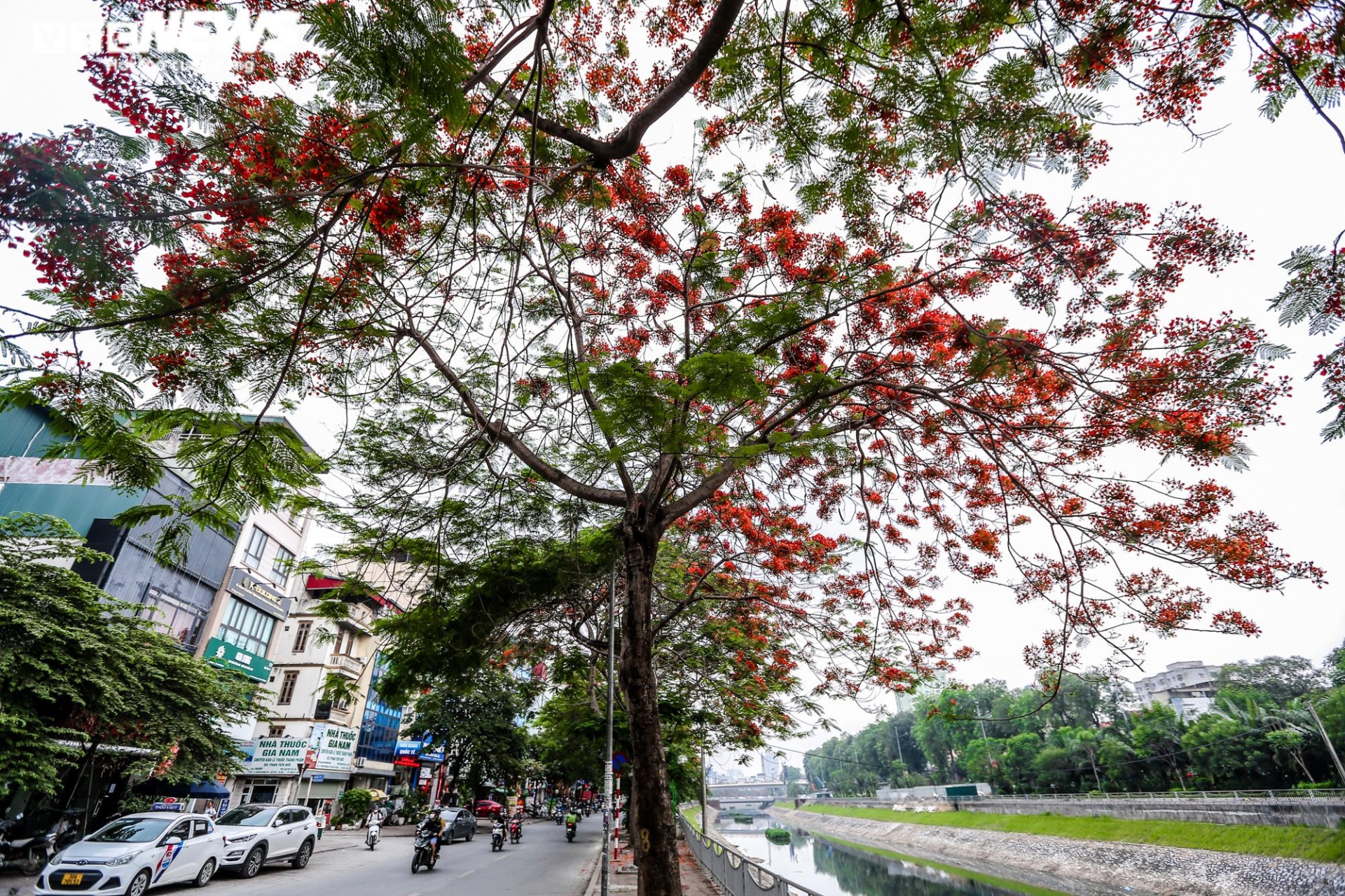 Ảnh: Hoa phượng nhuộm đỏ phố phường Hà Nội - 6
