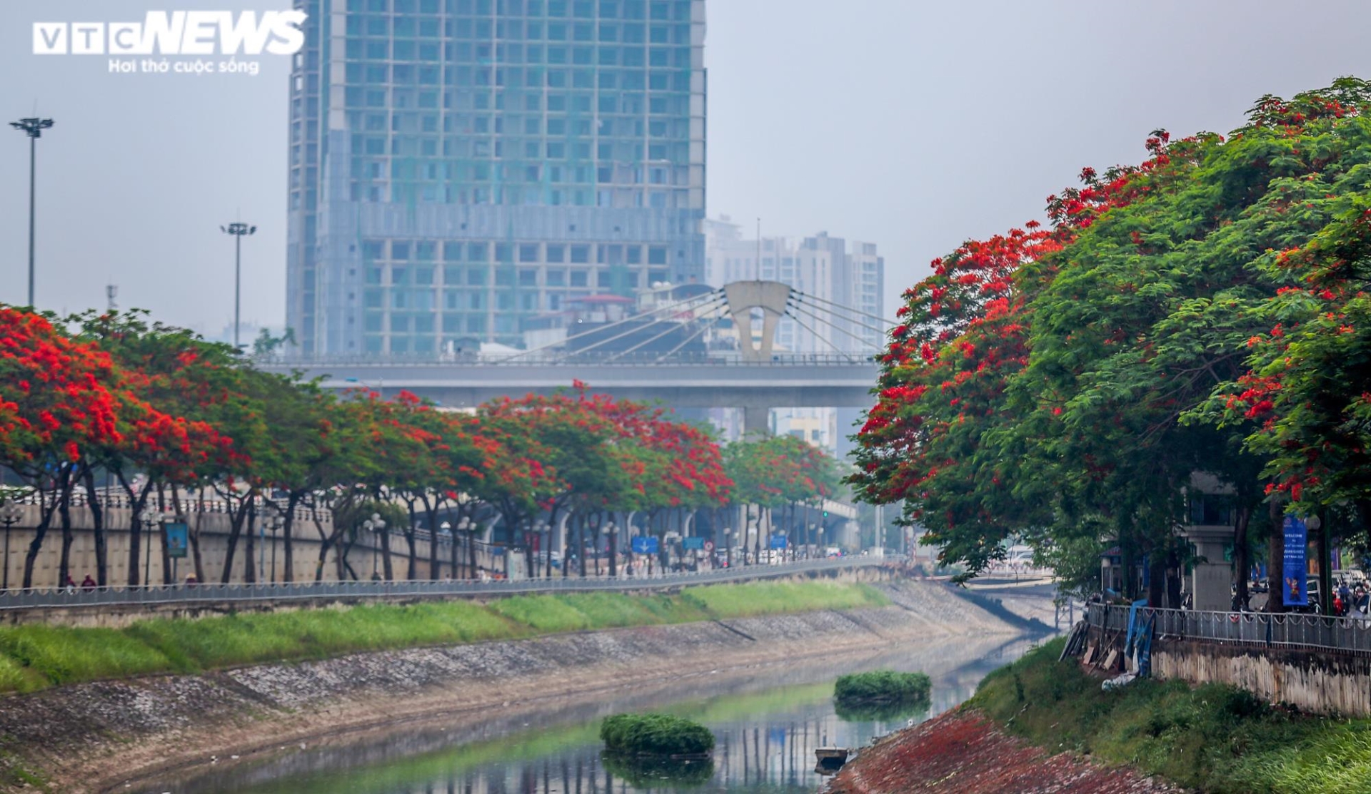 Ảnh: Hoa phượng nhuộm đỏ phố phường Hà Nội - 1