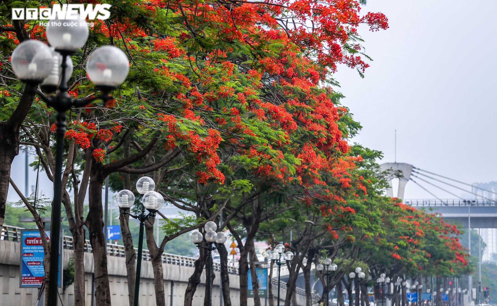 Ảnh: Hoa phượng nhuộm đỏ phố phường Hà Nội - 7