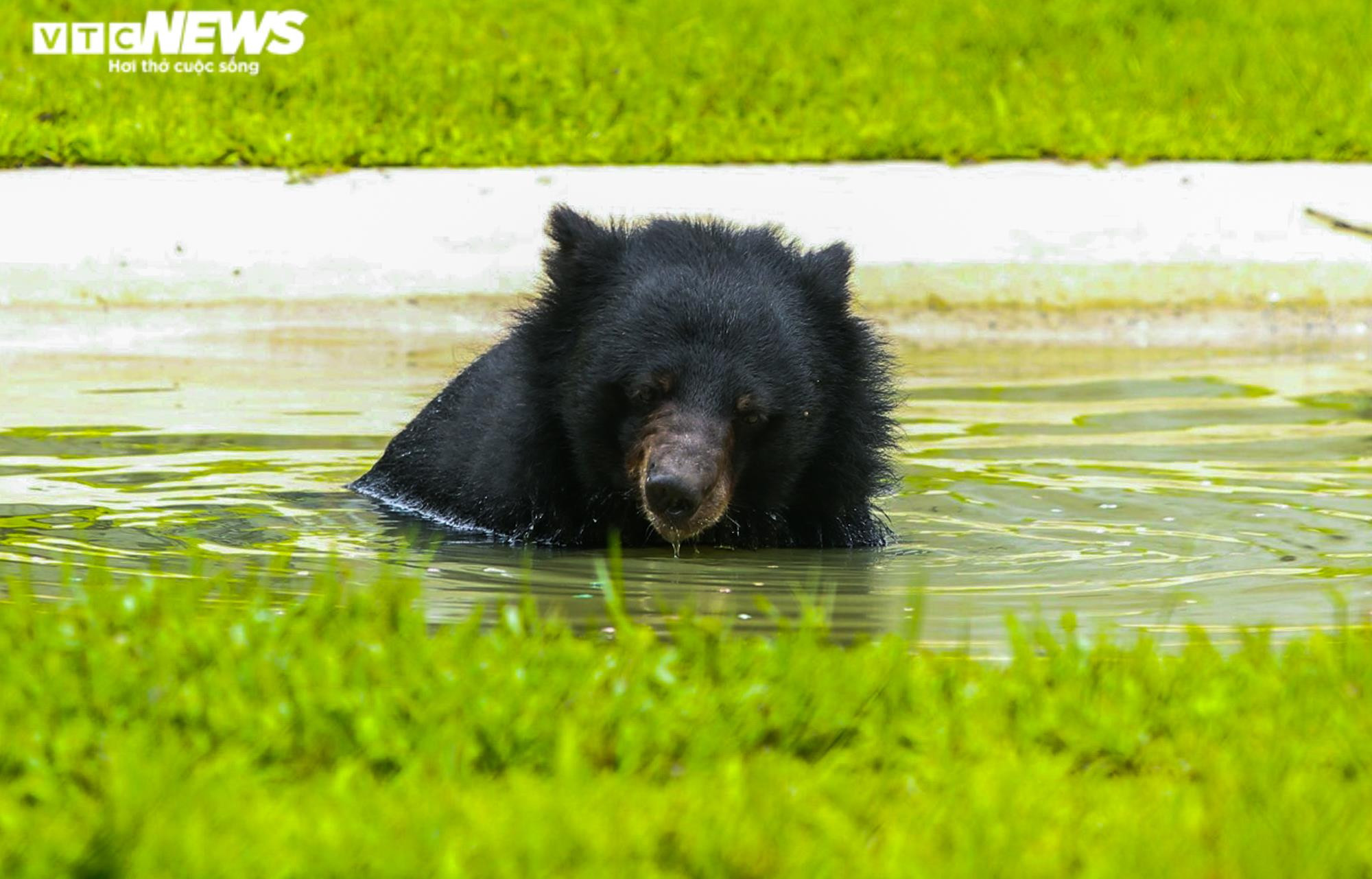 Tăng Thanh Hà và dàn sao quốc tế cùng trải nghiệm chăm sóc gấu - 9