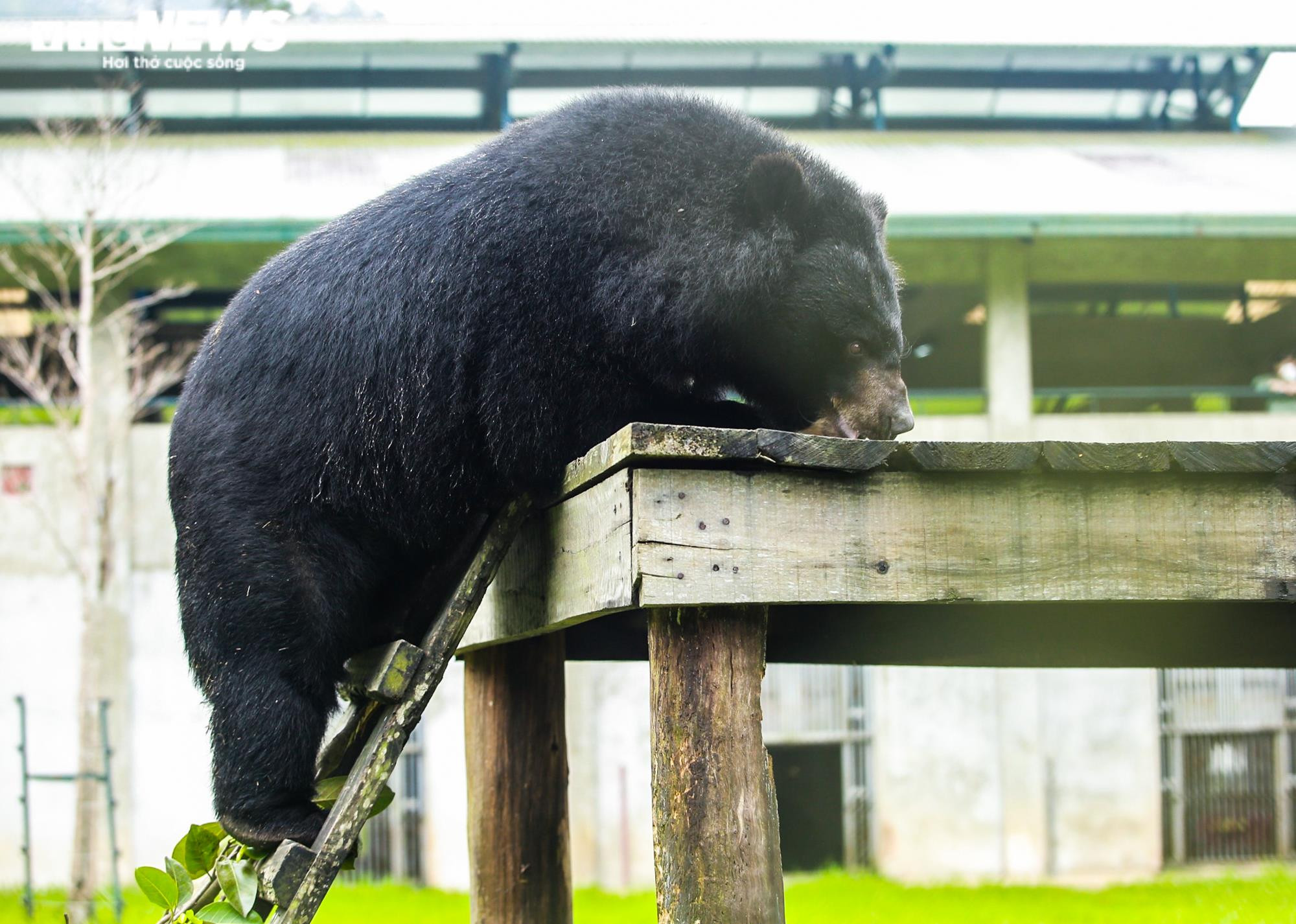 Tăng Thanh Hà và dàn sao quốc tế cùng trải nghiệm chăm sóc gấu - 6