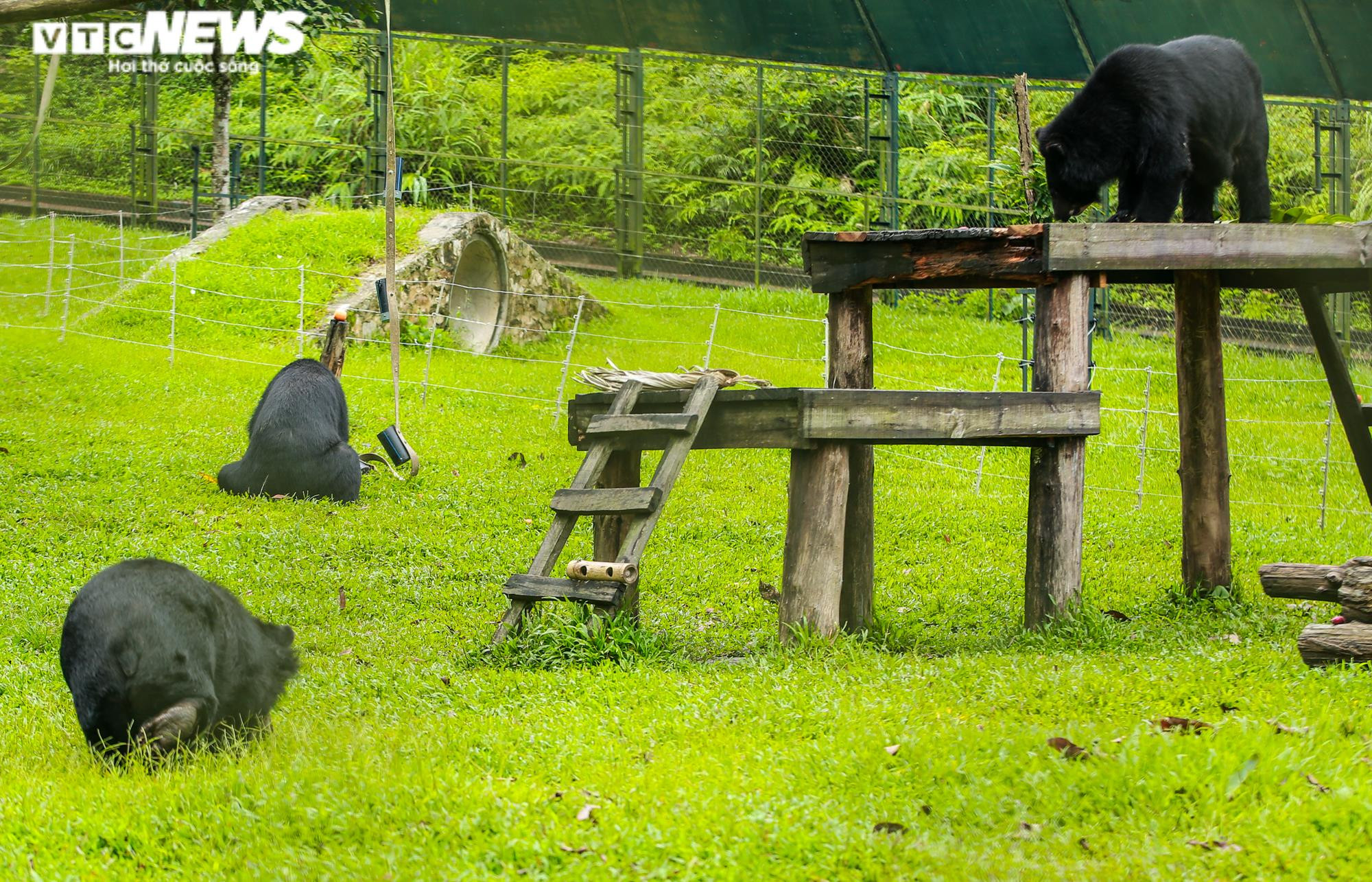 Tăng Thanh Hà và dàn sao quốc tế cùng trải nghiệm chăm sóc gấu - 8