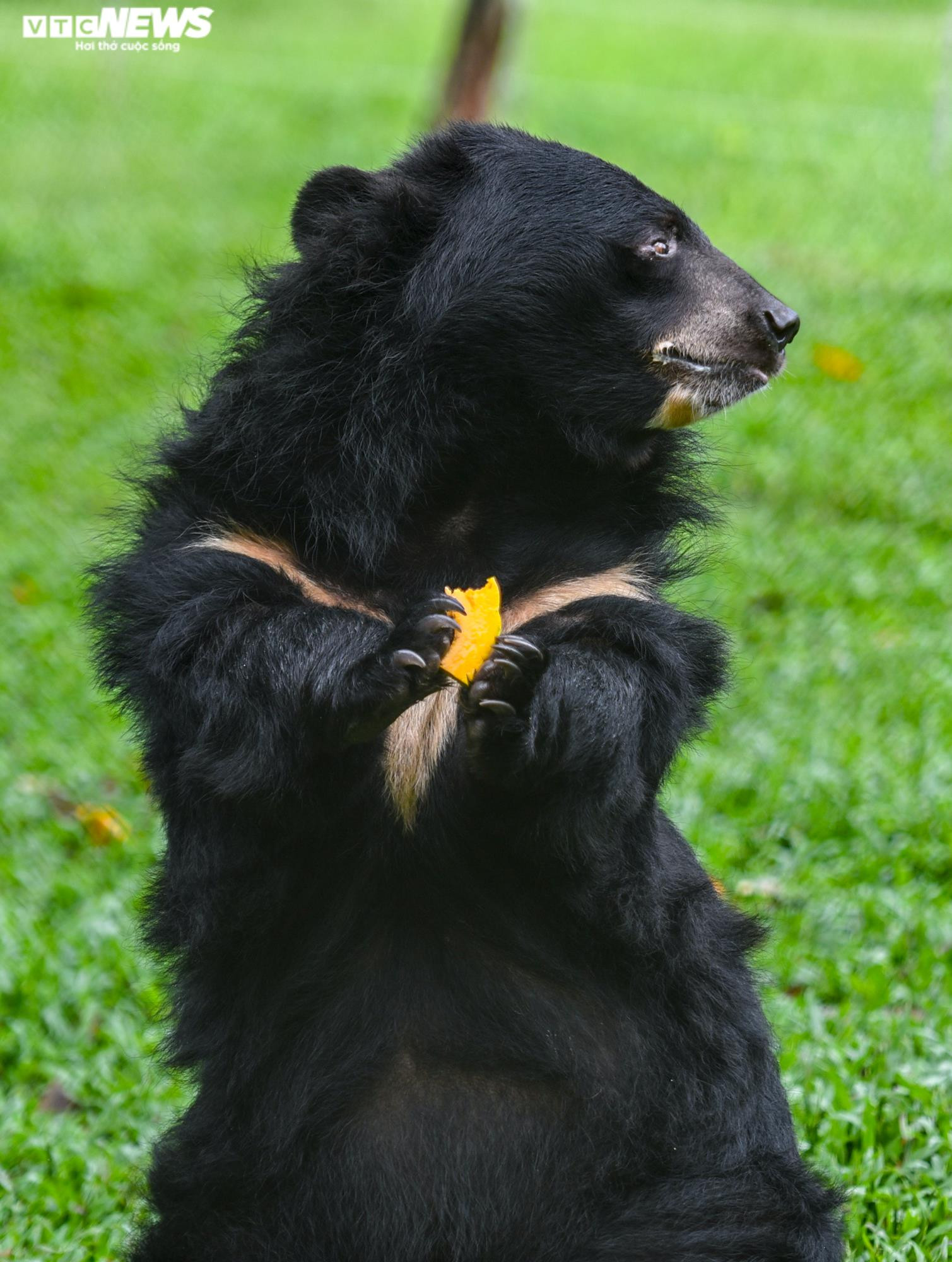 Tăng Thanh Hà và dàn sao quốc tế cùng trải nghiệm chăm sóc gấu - 7