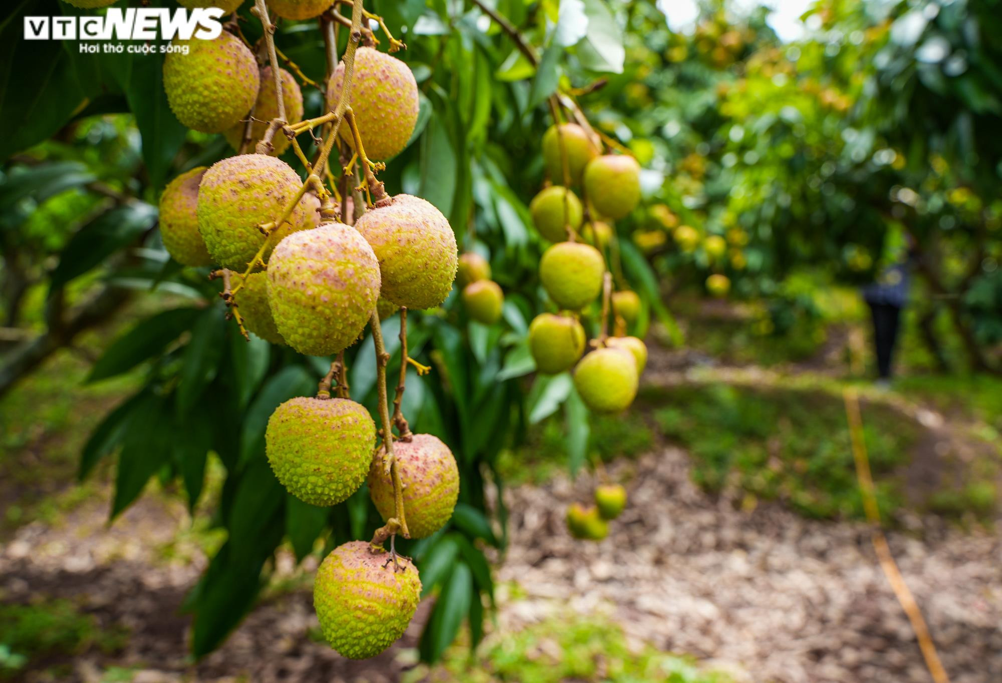 Ảnh: Niềm vui được mùa tại thủ phủ vải sớm Tân Yên, Bắc Giang - 9