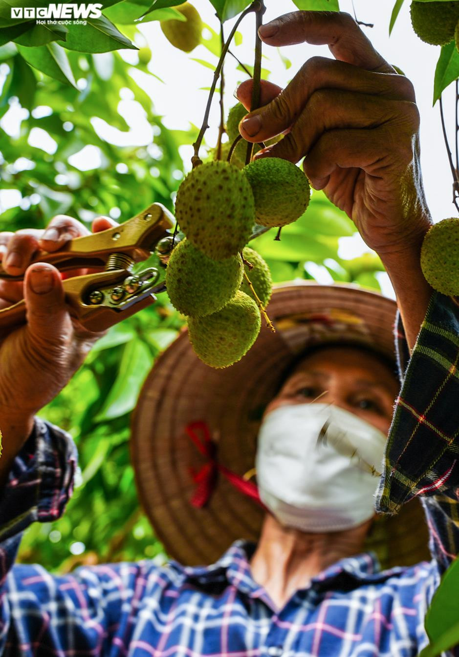 Ảnh: Niềm vui được mùa tại thủ phủ vải sớm Tân Yên, Bắc Giang - 6