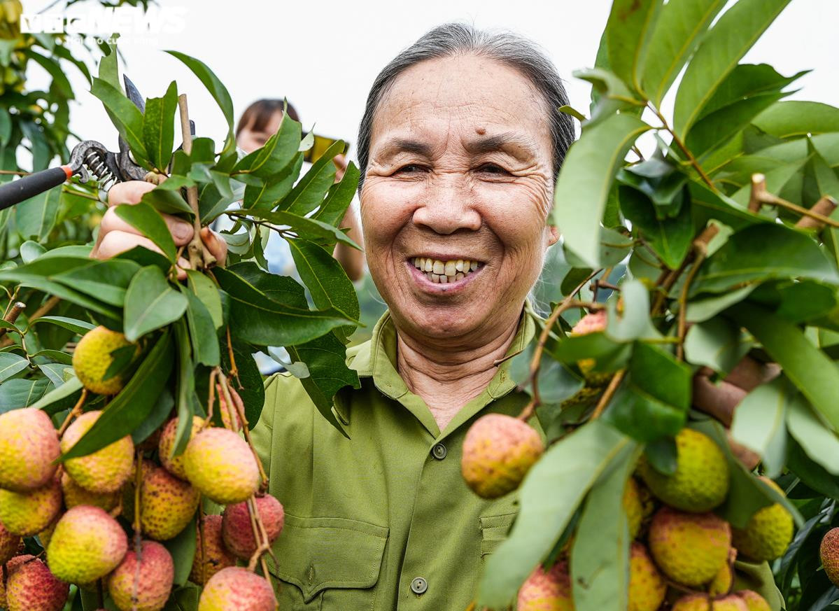 Ảnh: Niềm vui được mùa tại thủ phủ vải sớm Tân Yên, Bắc Giang - 10