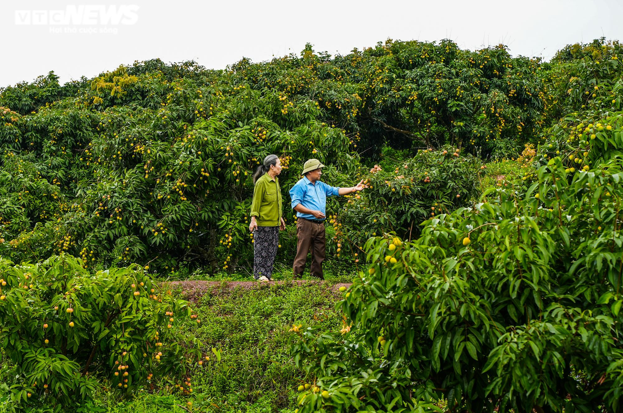 Ảnh: Niềm vui được mùa tại thủ phủ vải sớm Tân Yên, Bắc Giang - 4