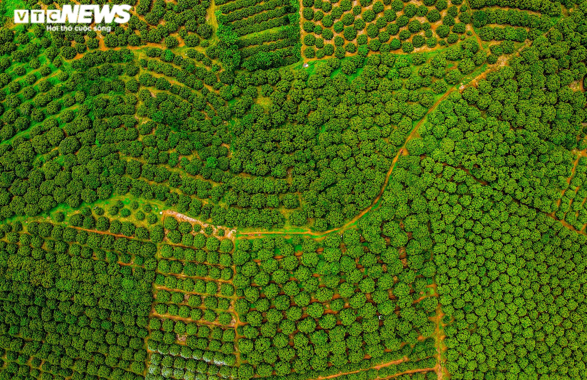 Ảnh: Niềm vui được mùa tại thủ phủ vải sớm Tân Yên, Bắc Giang - 2