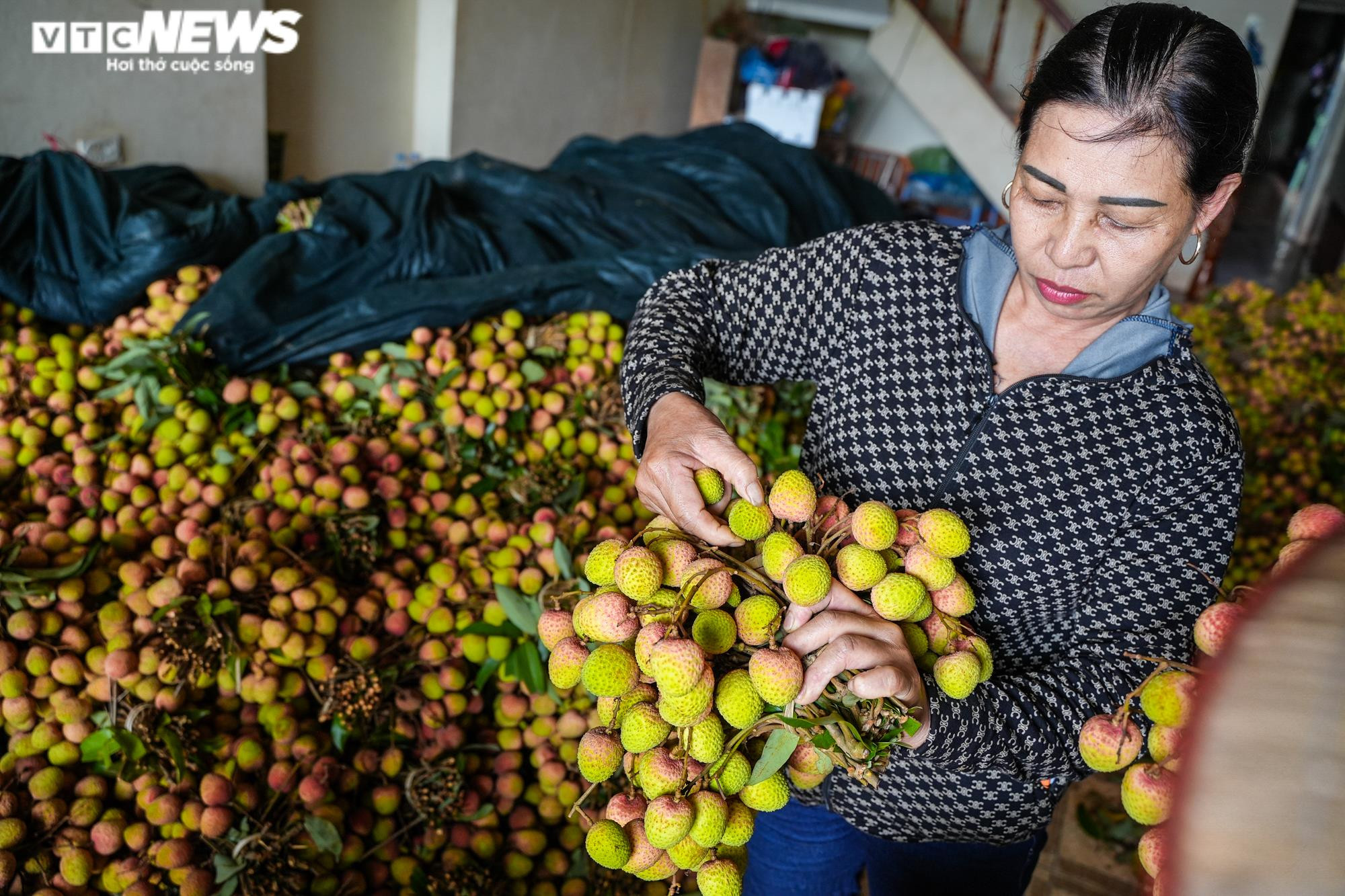 Ảnh: Niềm vui được mùa tại thủ phủ vải sớm Tân Yên, Bắc Giang - 13