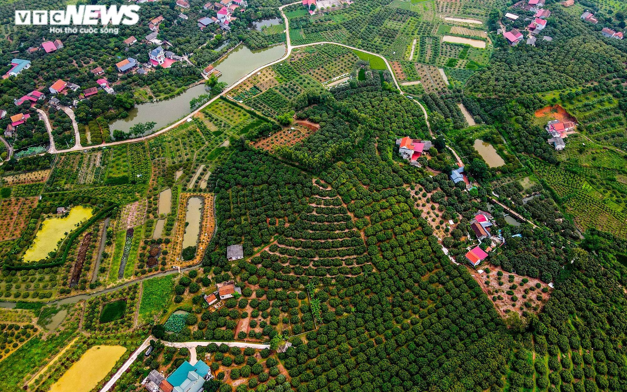 Ảnh: Niềm vui được mùa tại thủ phủ vải sớm Tân Yên, Bắc Giang - 1