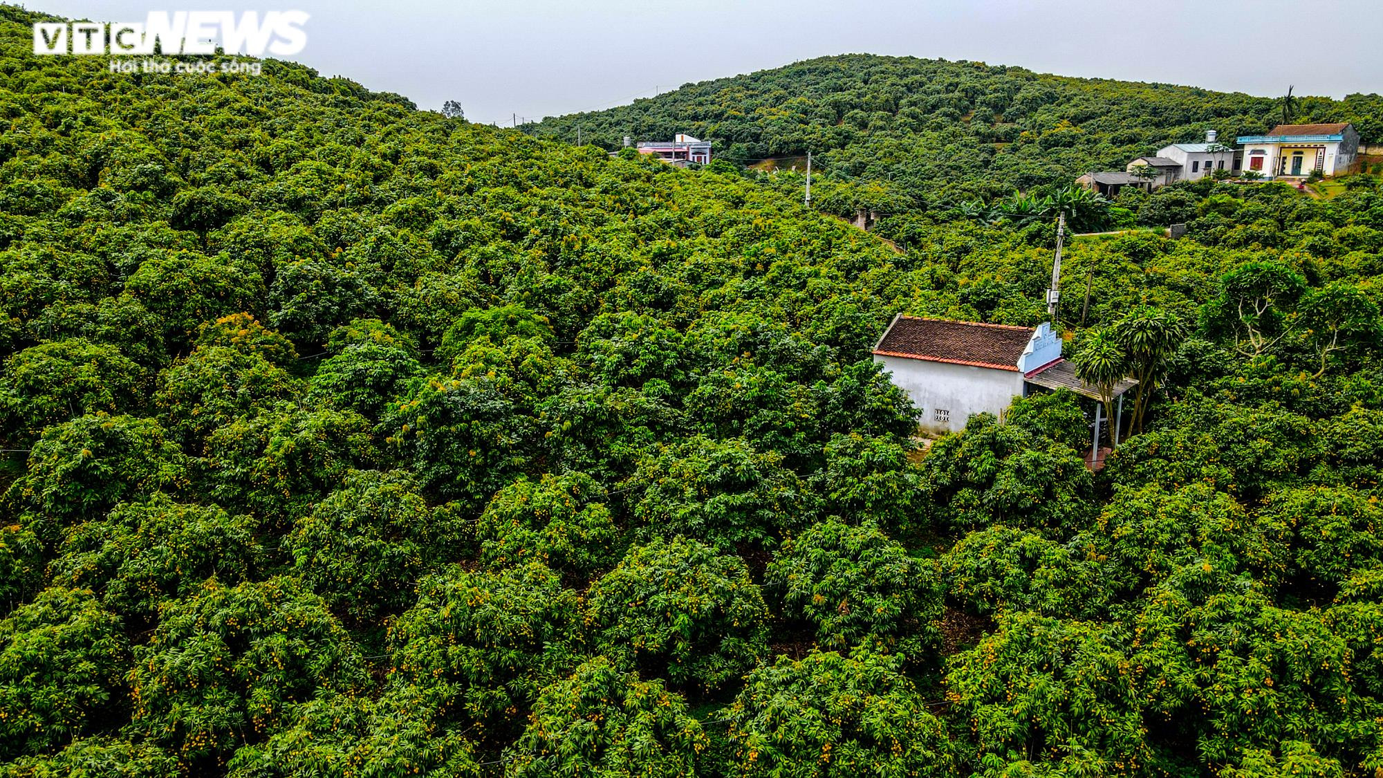 Ảnh: Niềm vui được mùa tại thủ phủ vải sớm Tân Yên, Bắc Giang - 3