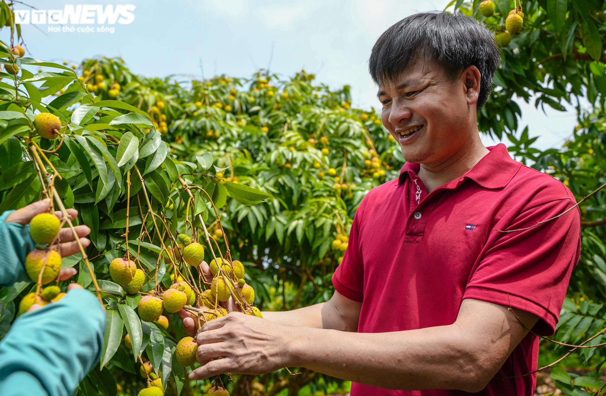Ảnh: Niềm vui được mùa tại thủ phủ vải sớm Tân Yên, Bắc Giang - 5