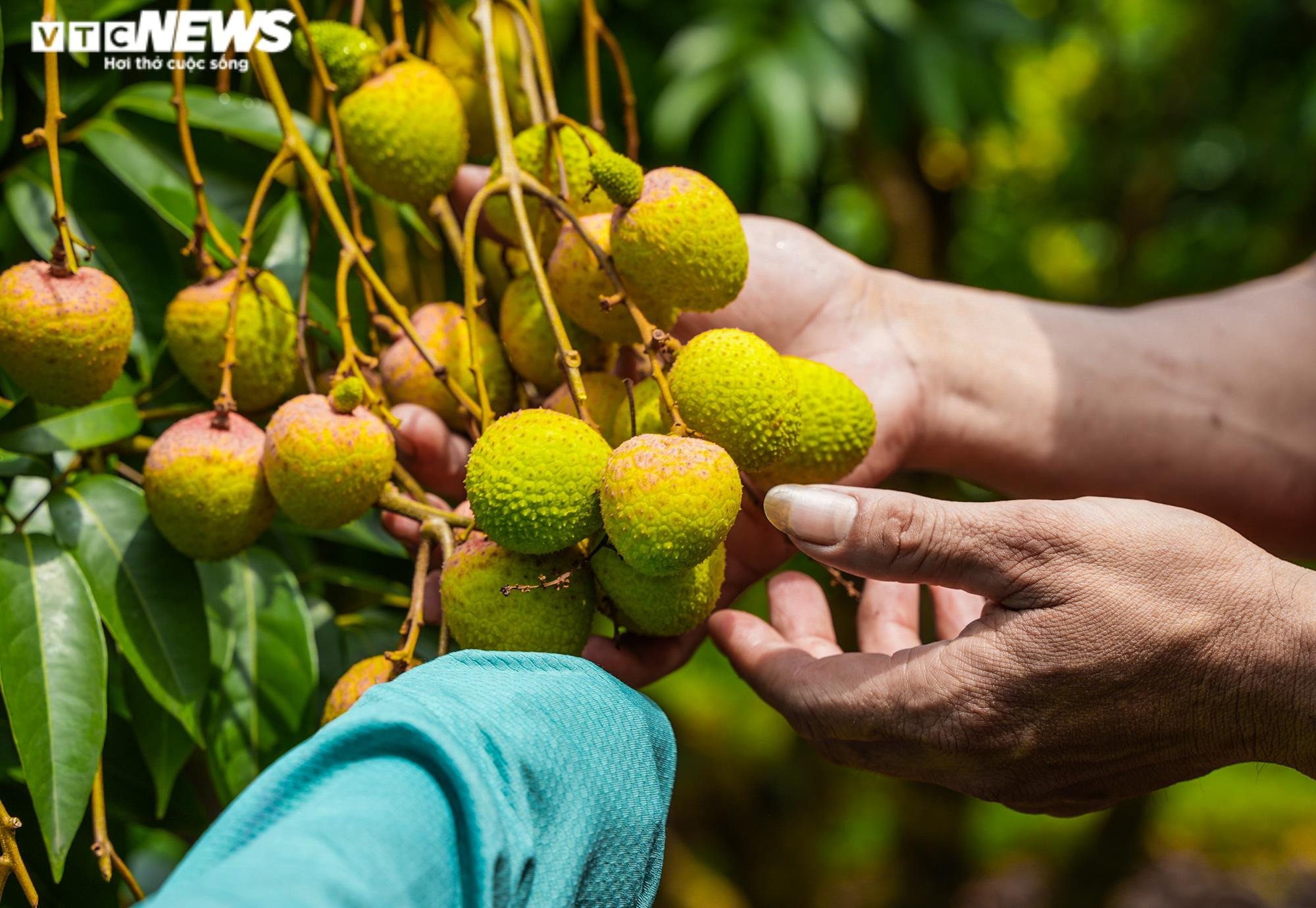 Ảnh: Niềm vui được mùa tại thủ phủ vải sớm Tân Yên, Bắc Giang - 8