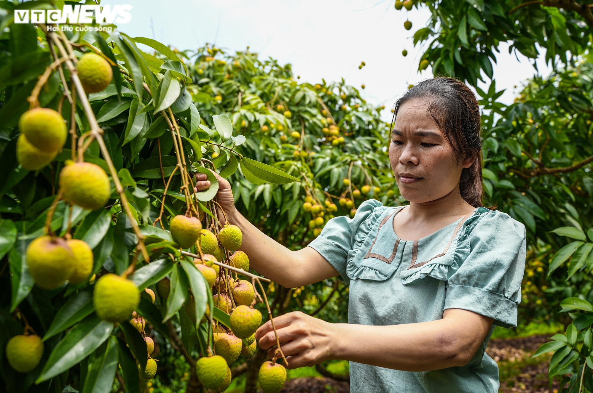 Ảnh: Niềm vui được mùa tại thủ phủ vải sớm Tân Yên, Bắc Giang - 7