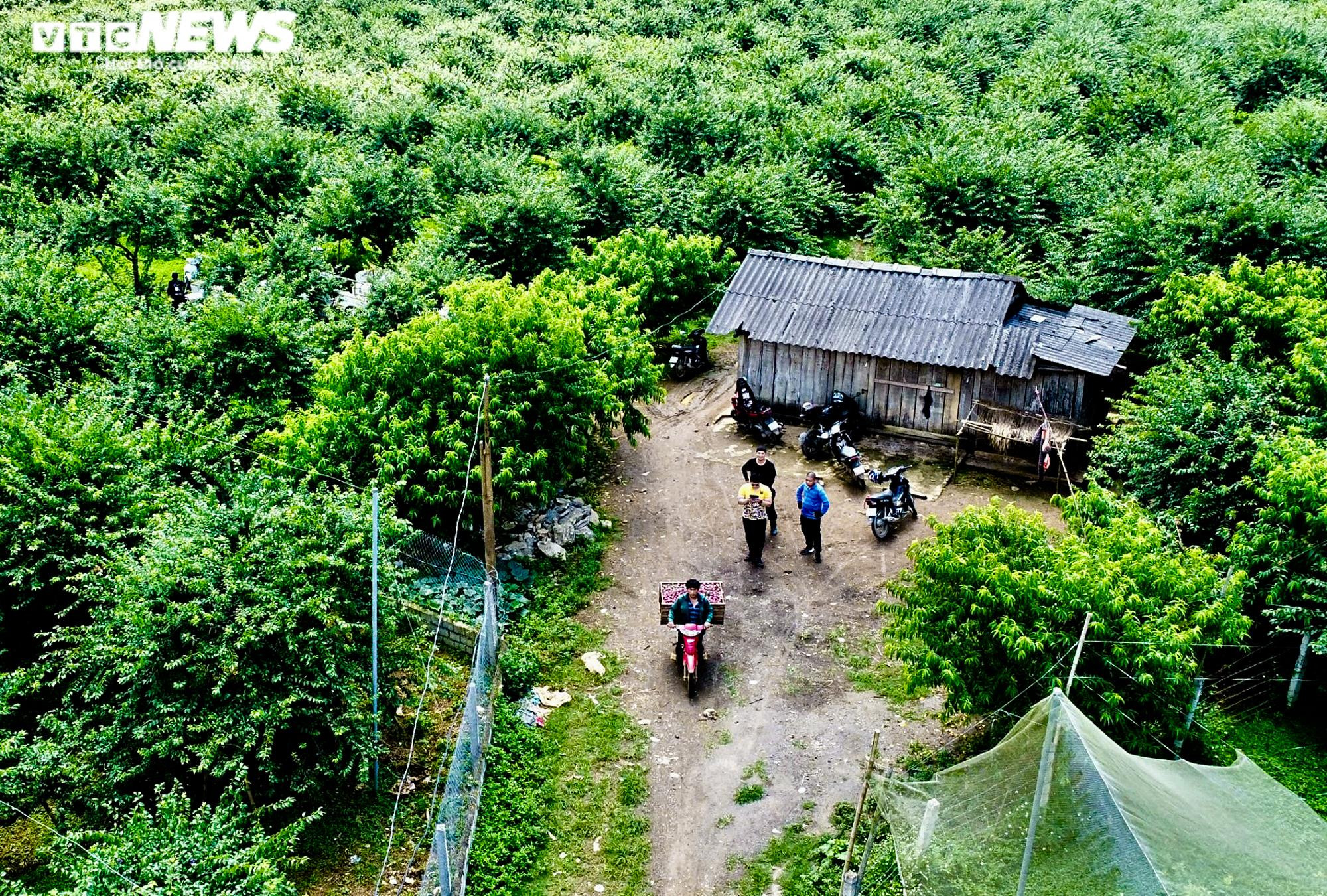 Ảnh: Mận Sơn La được mùa, thương lái nườm nượp đến thu mua - 2