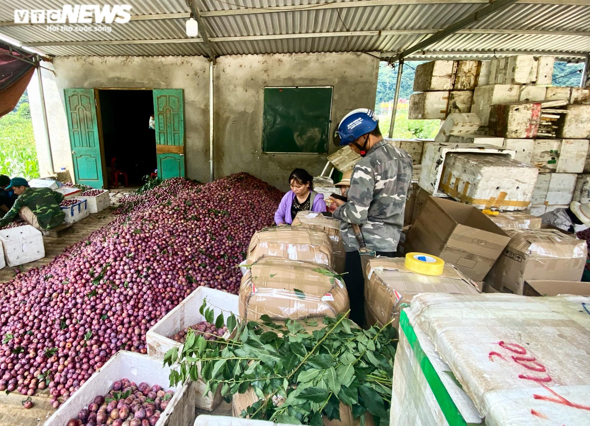 Ảnh: Mận Sơn La được mùa, thương lái nườm nượp đến thu mua - 11