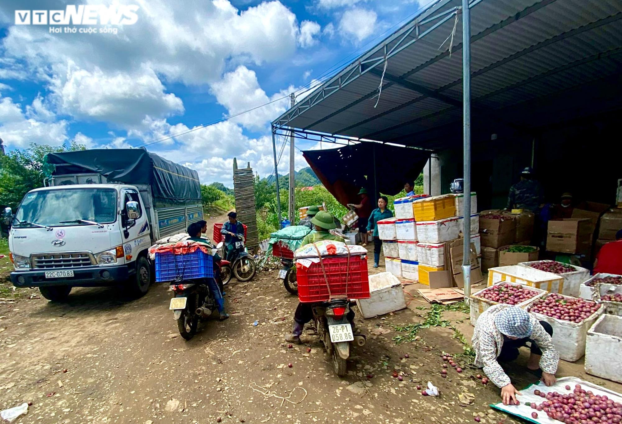 Ảnh: Mận Sơn La được mùa, thương lái nườm nượp đến thu mua - 10