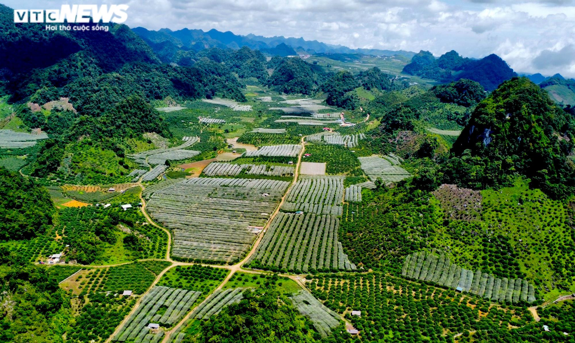 Ảnh: Mận Sơn La được mùa, thương lái nườm nượp đến thu mua - 1