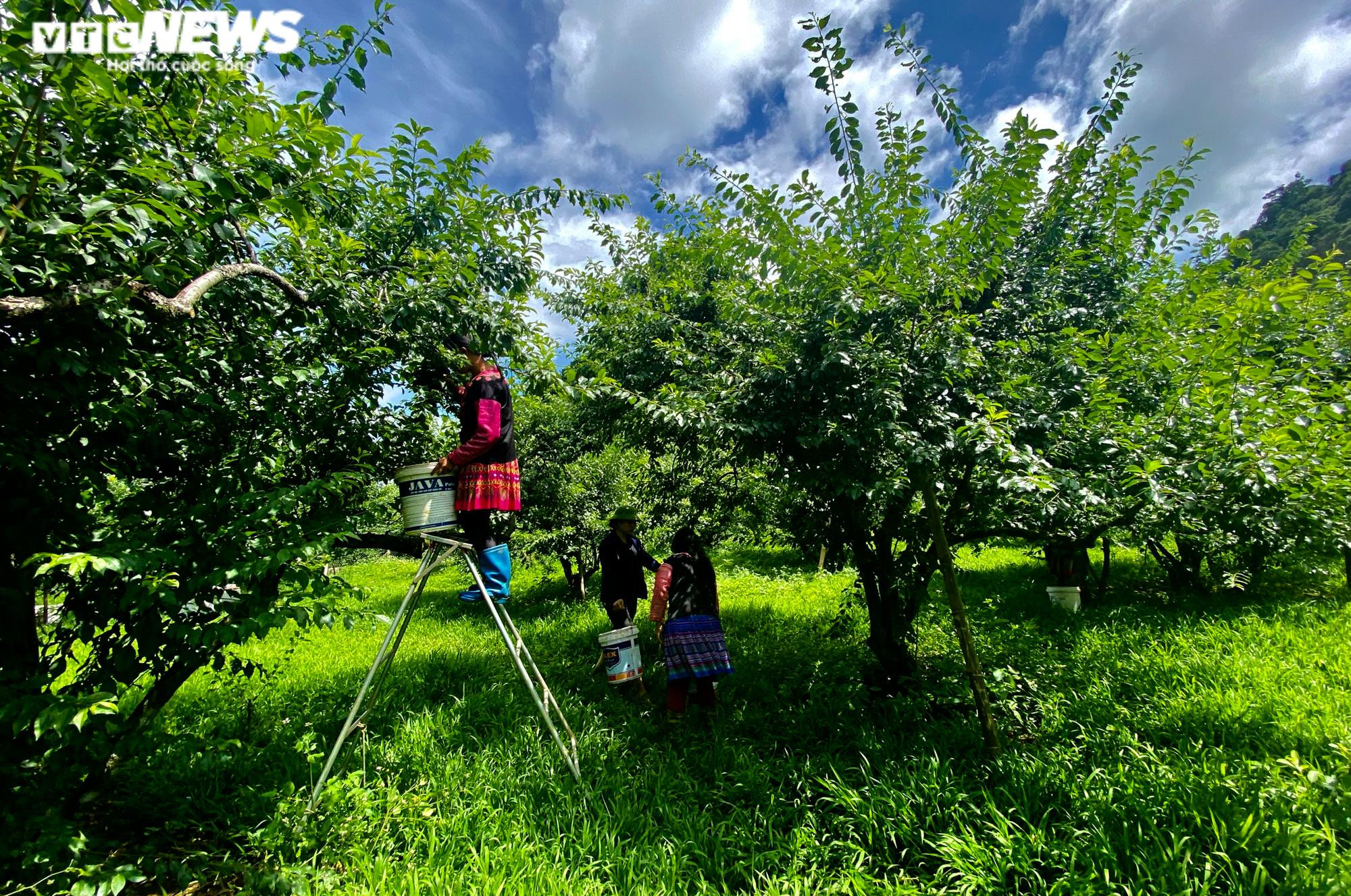 Ảnh: Mận Sơn La được mùa, thương lái nườm nượp đến thu mua - 3