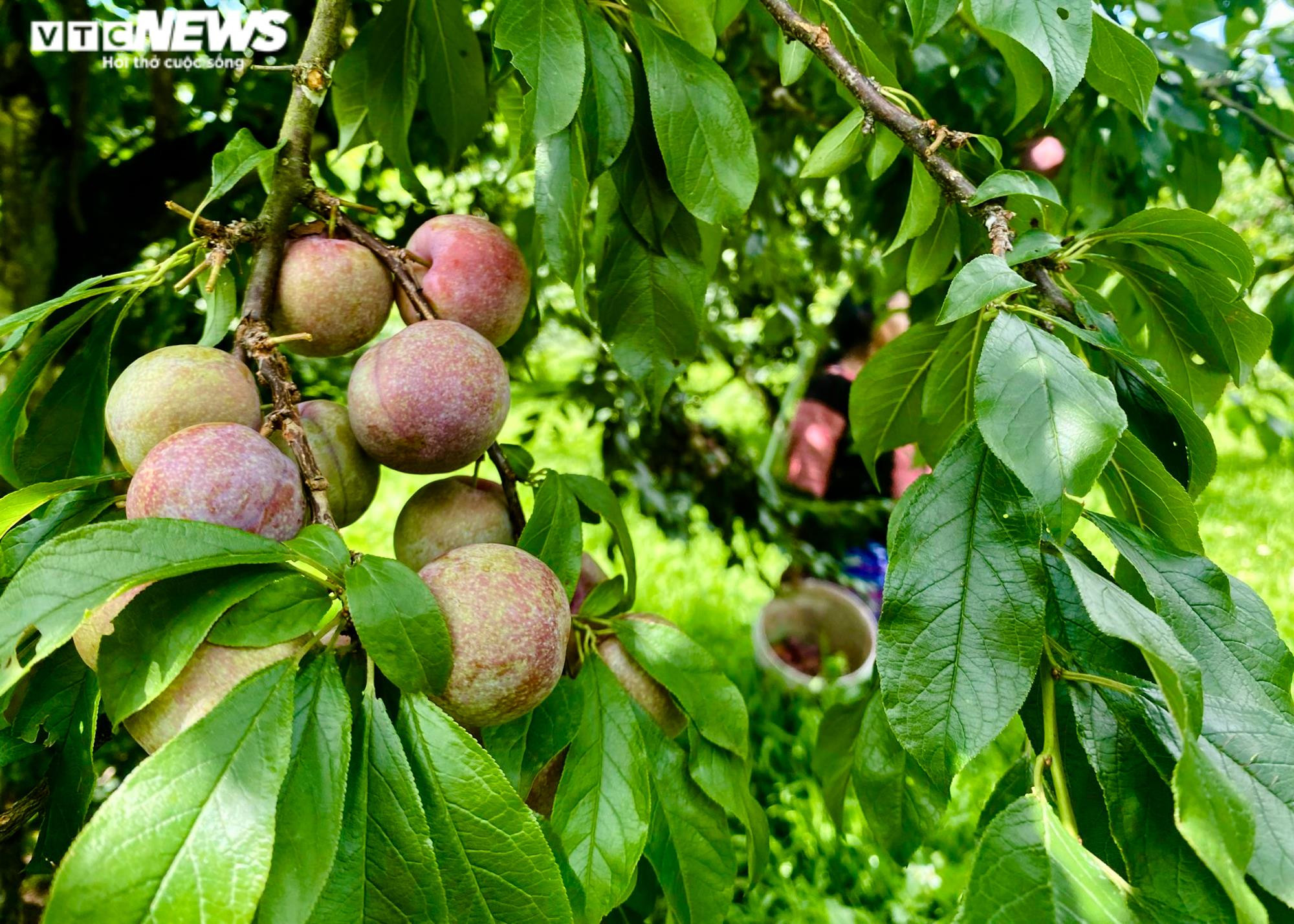 Ảnh: Mận Sơn La được mùa, thương lái nườm nượp đến thu mua - 4