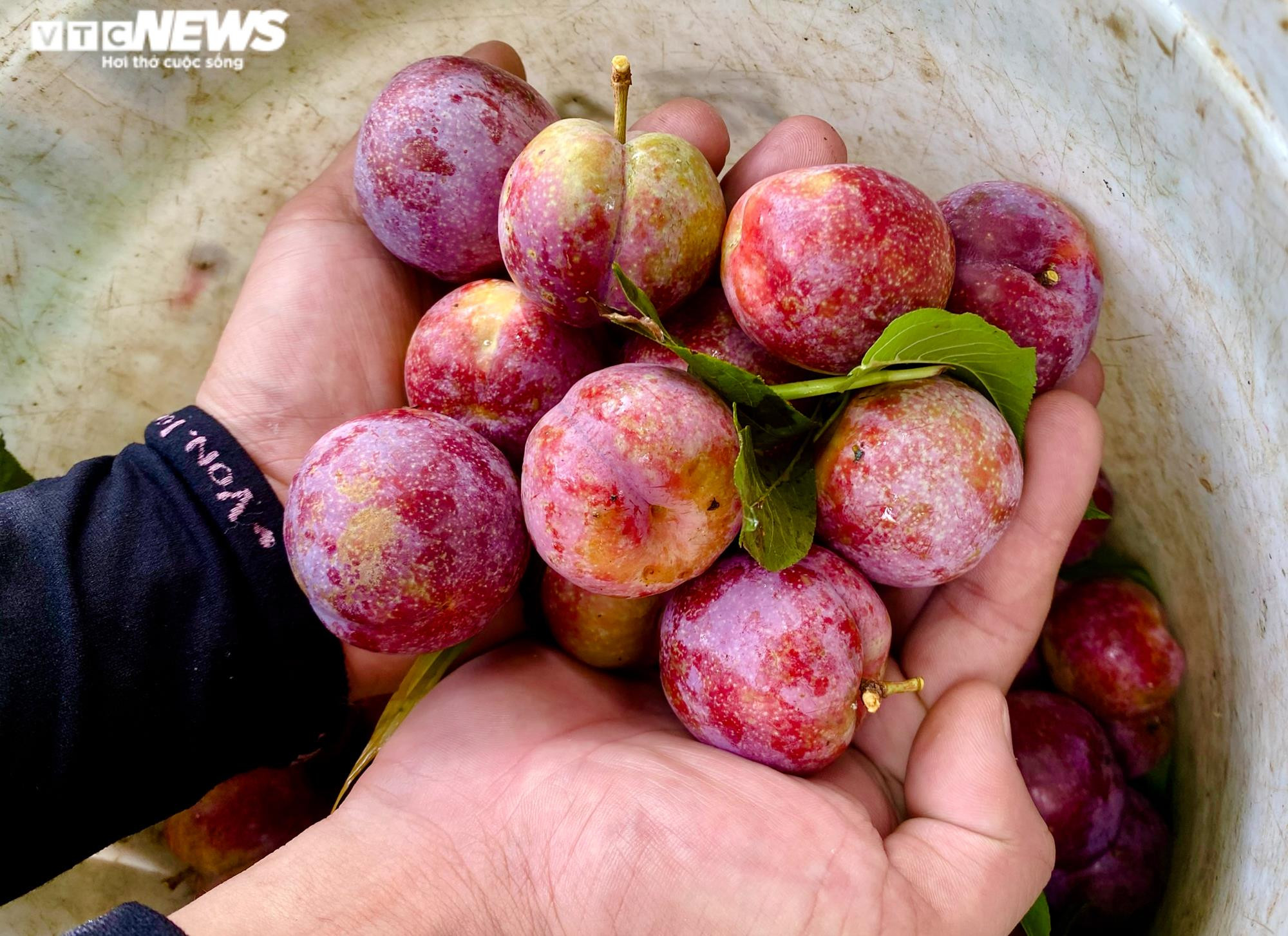 Ảnh: Mận Sơn La được mùa, thương lái nườm nượp đến thu mua - 7