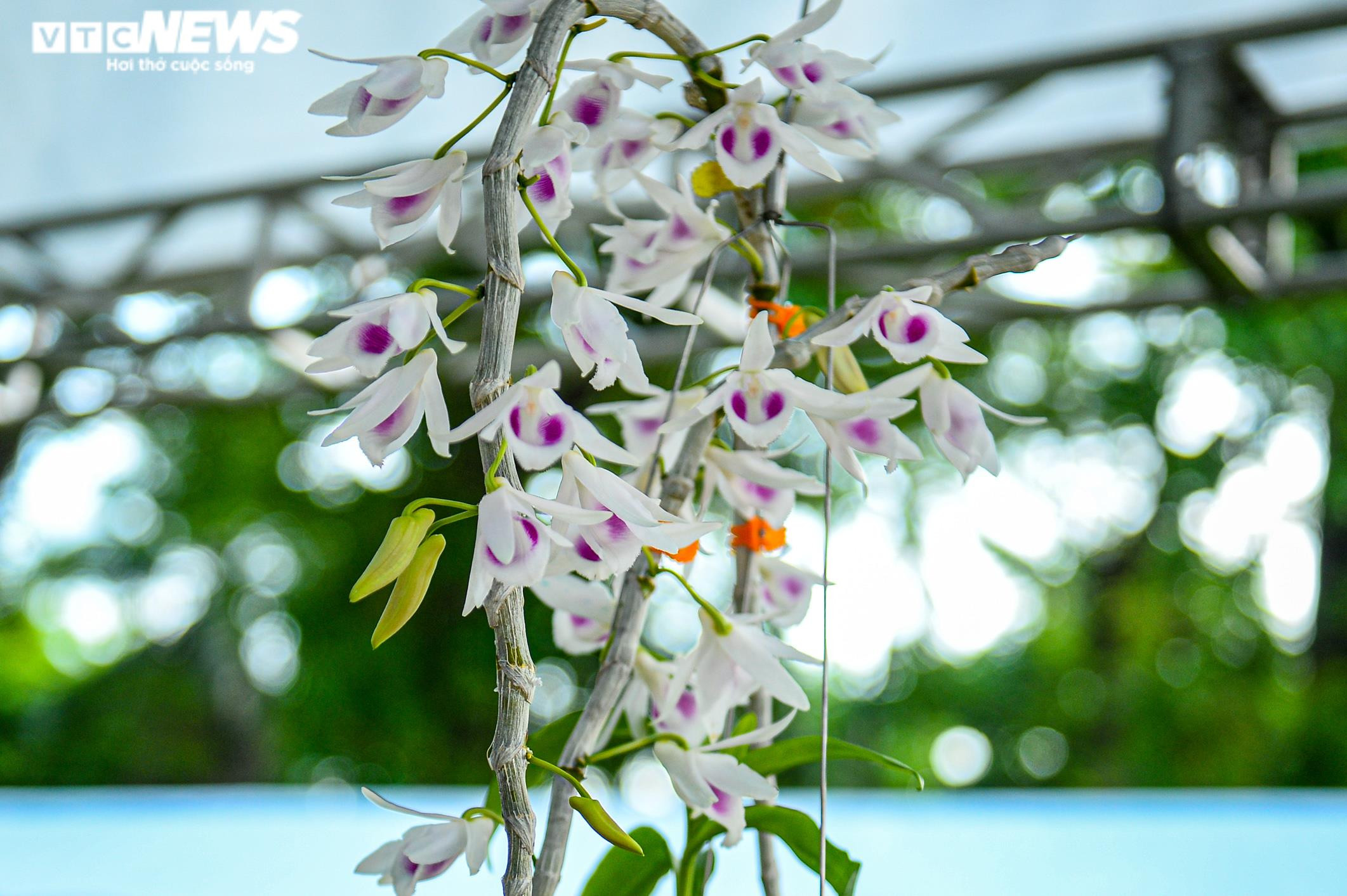 Chàng trai vượt hơn 1700km mang khao khát Lan Var ra Hà Nội - 10