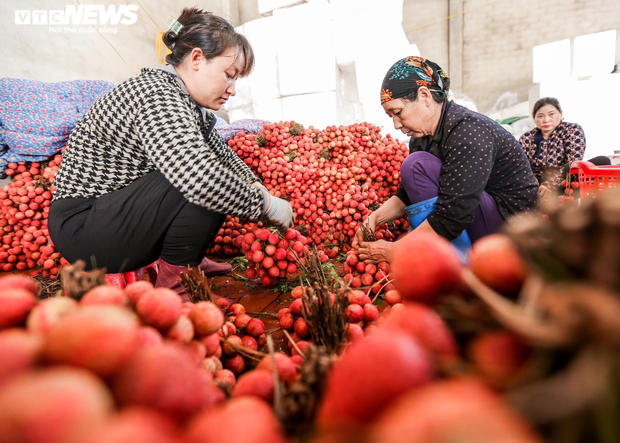 Phu vải 'bán sức lấy tiền', kiếm bạc triệu mỗi ngày tại thủ phủ vải thiều - 5