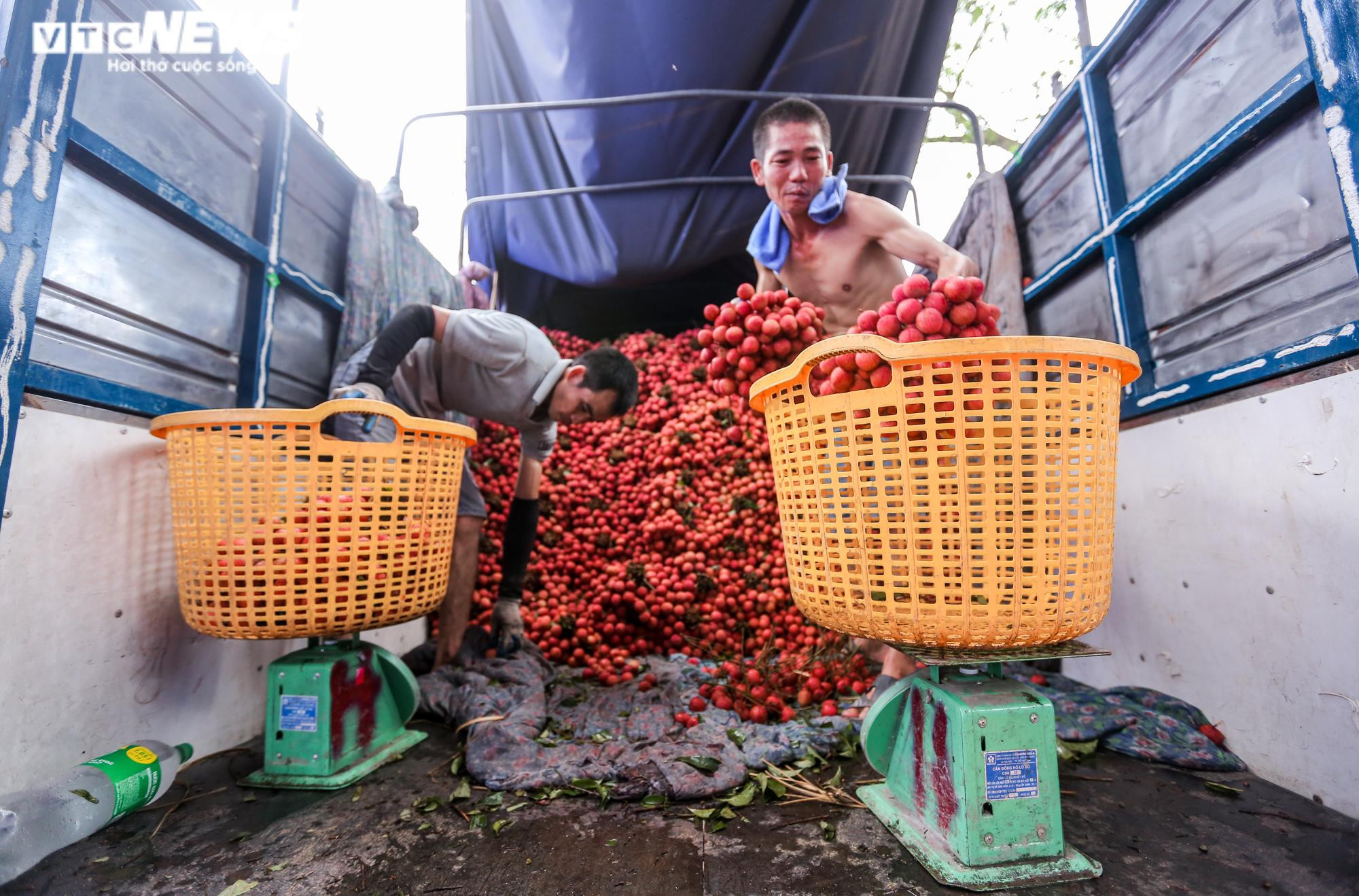 Phu vải 'bán sức lấy tiền', kiếm bạc triệu mỗi ngày tại thủ phủ vải thiều - 2